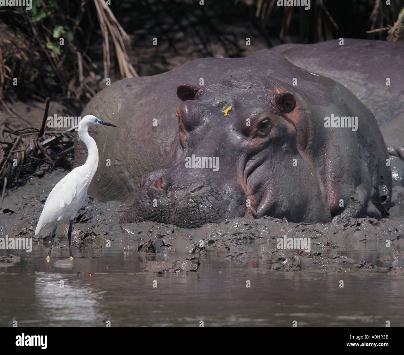Hippopotamus and little egret on Wami river Saadani reserve Tanzania Stock Photo