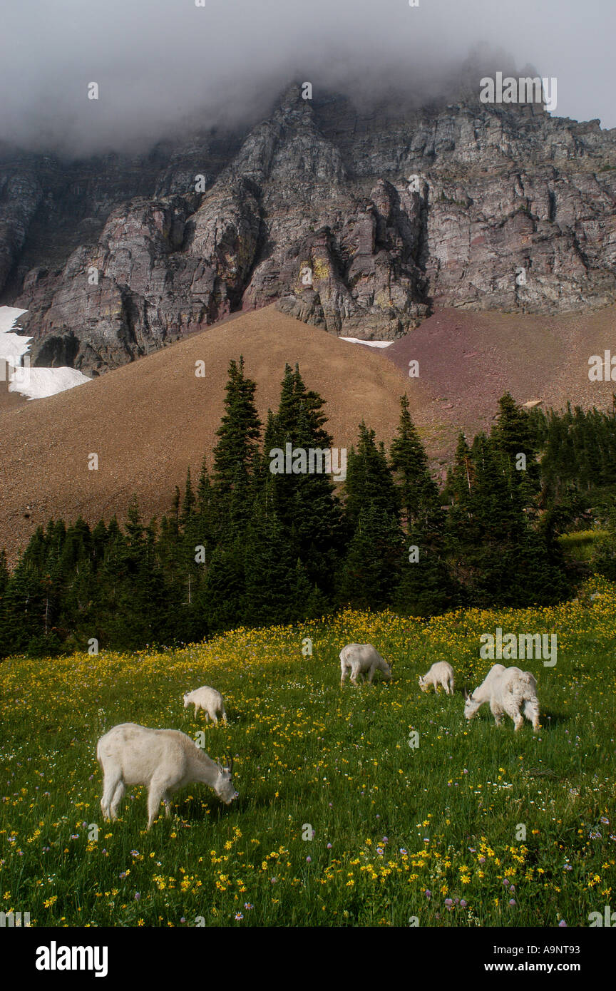 Mountain goat in field of yellow flowers Glacier National park Montana United States Stock Photo