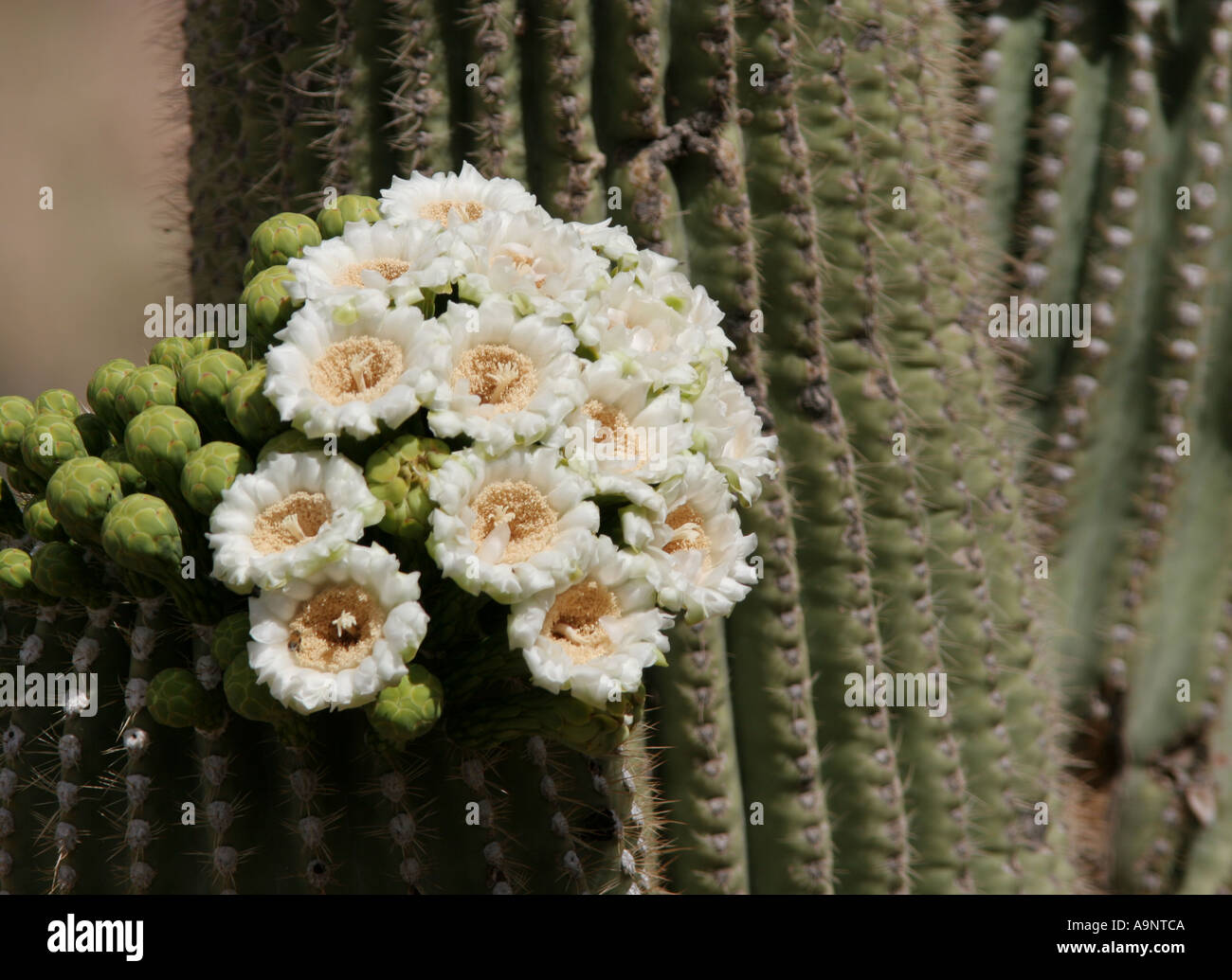 Saguaro flowering cactus Stock Photo - Alamy