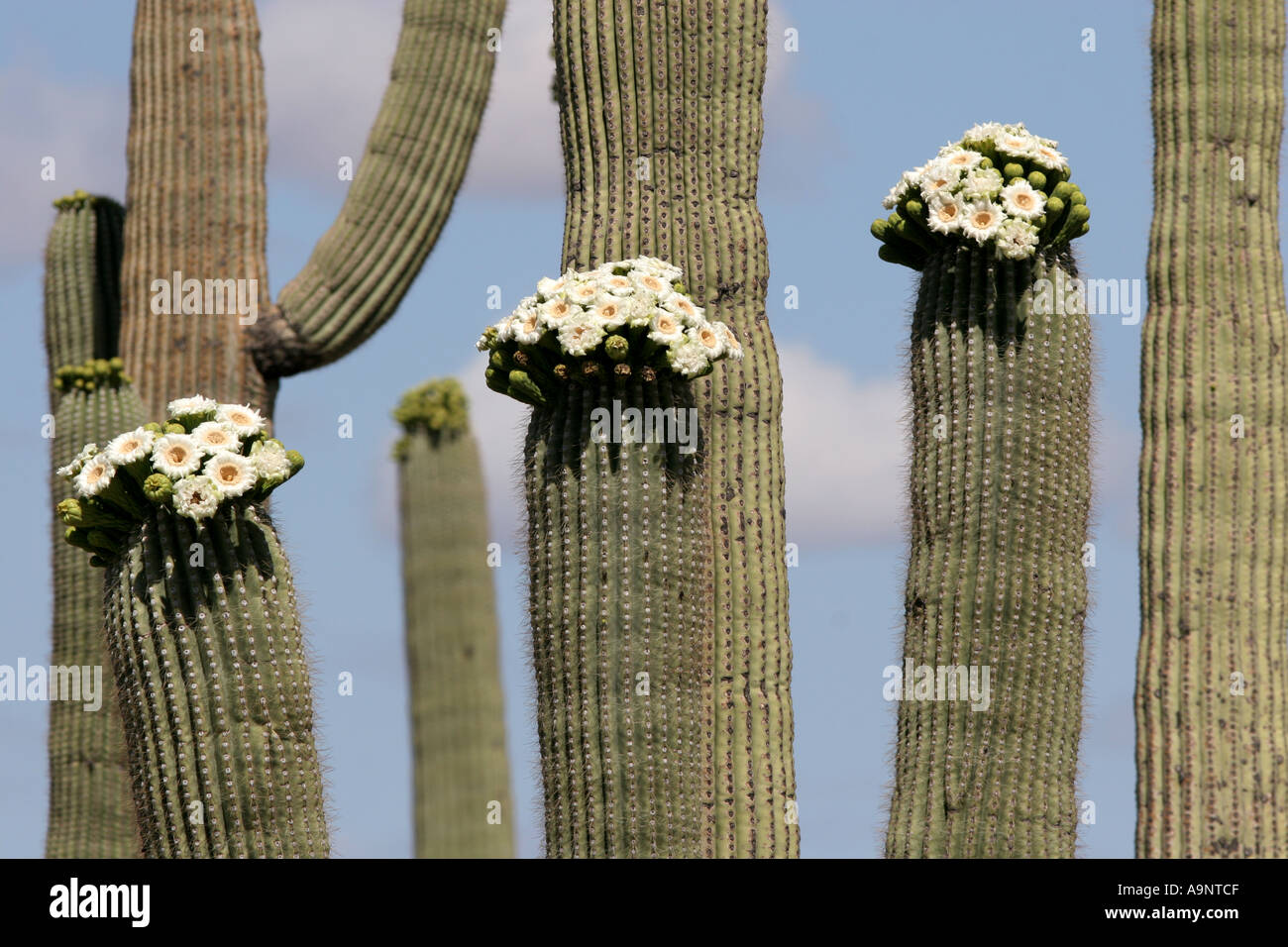 Saguaro flowering cactus Stock Photo