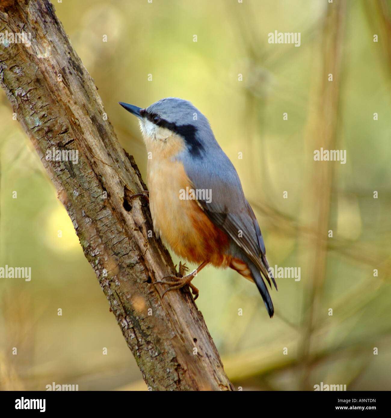 Adult Nuthatch Sitta europaeain a classic pose perched on the side of a tree trunk Stock Photo