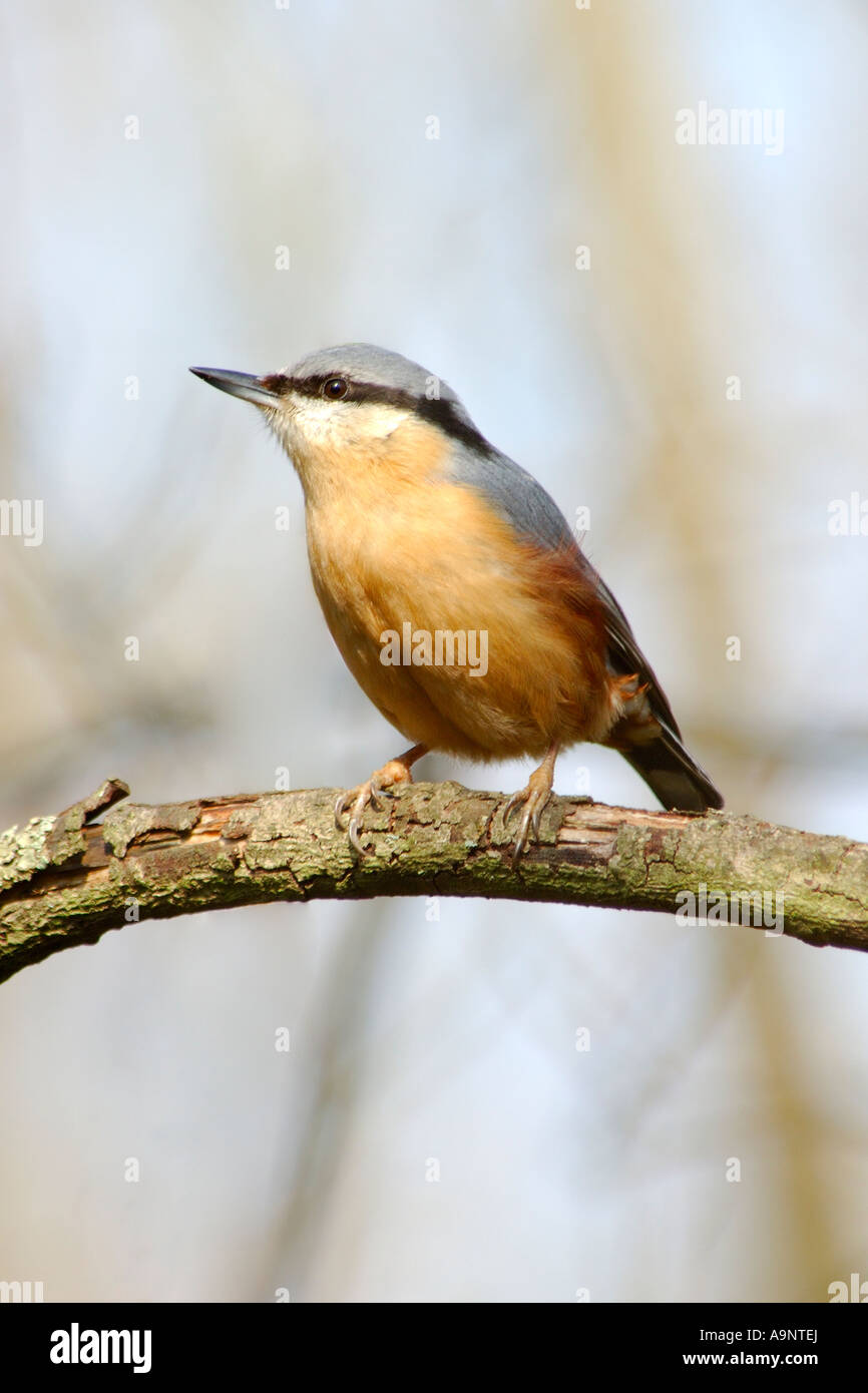 Adult Nuthatch Sitta europaea perched on an high branch in side profile Stock Photo