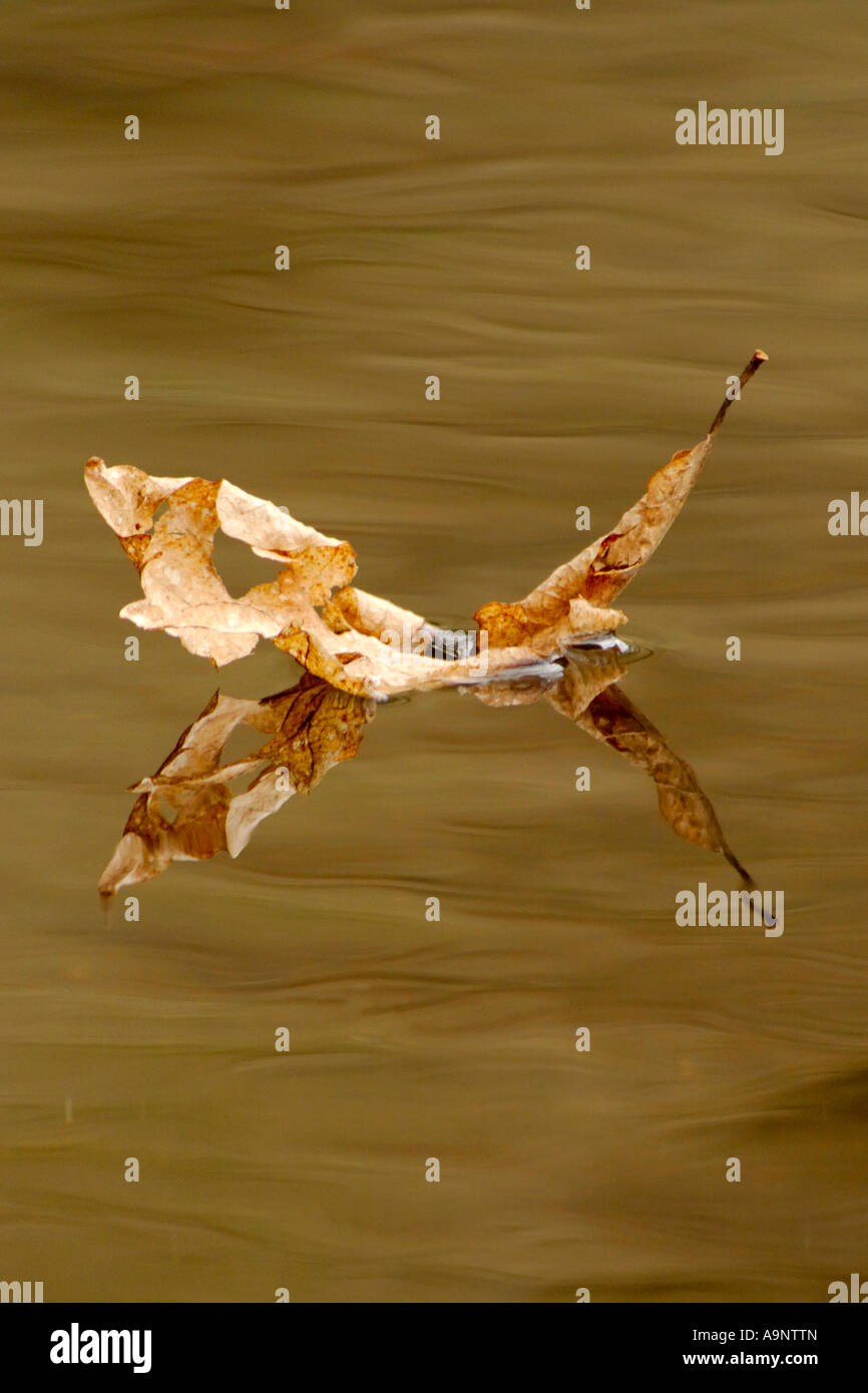 Single autumnal leaf floating on the surface of a river with golden morning light reflecting around it Stock Photo