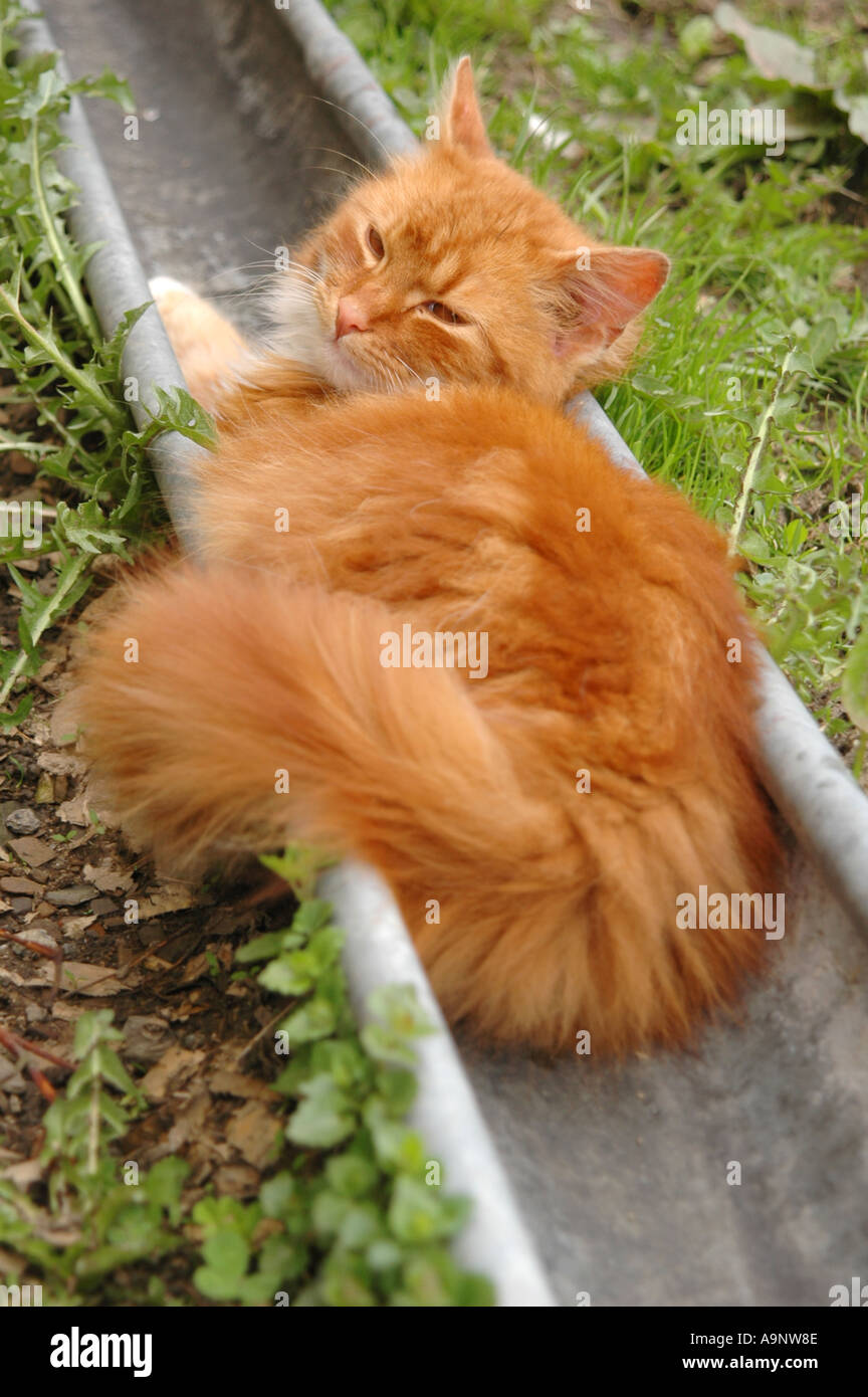 Ginger cat lying in a drain pipe Stock Photo Alamy