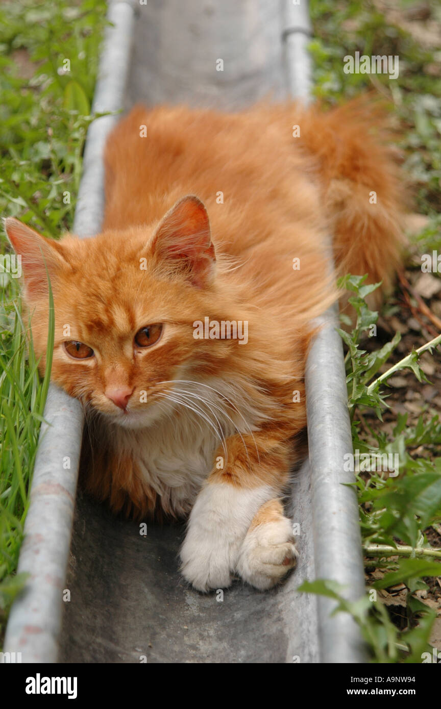 Ginger cat lying in a drain pipe Stock Photo Alamy