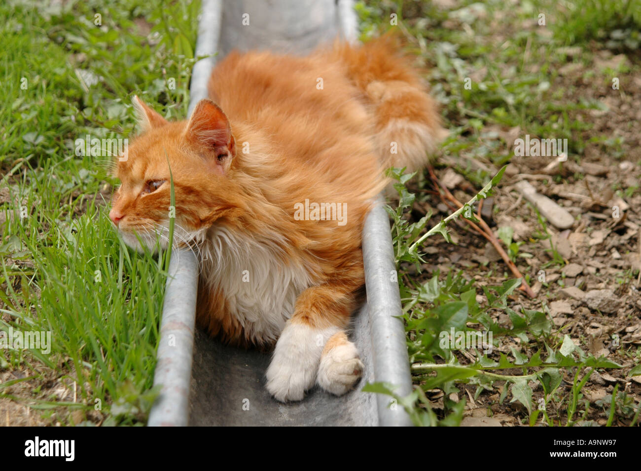 Cat in drain hires stock photography and images Alamy
