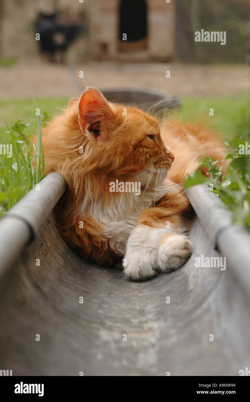 Cat in drain hires stock photography and images Alamy