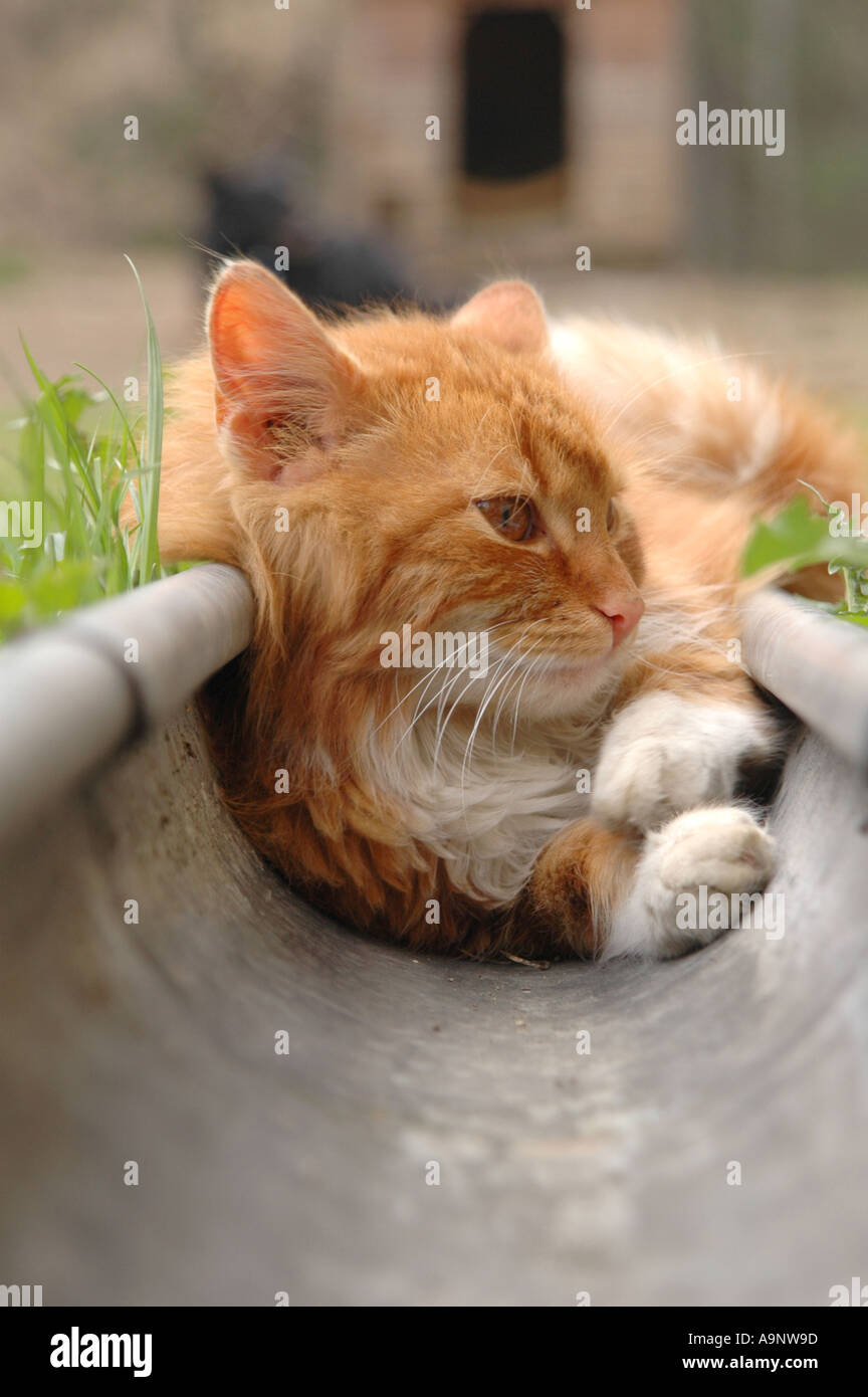 Ginger cat lying in a drain pipe Stock Photo Alamy