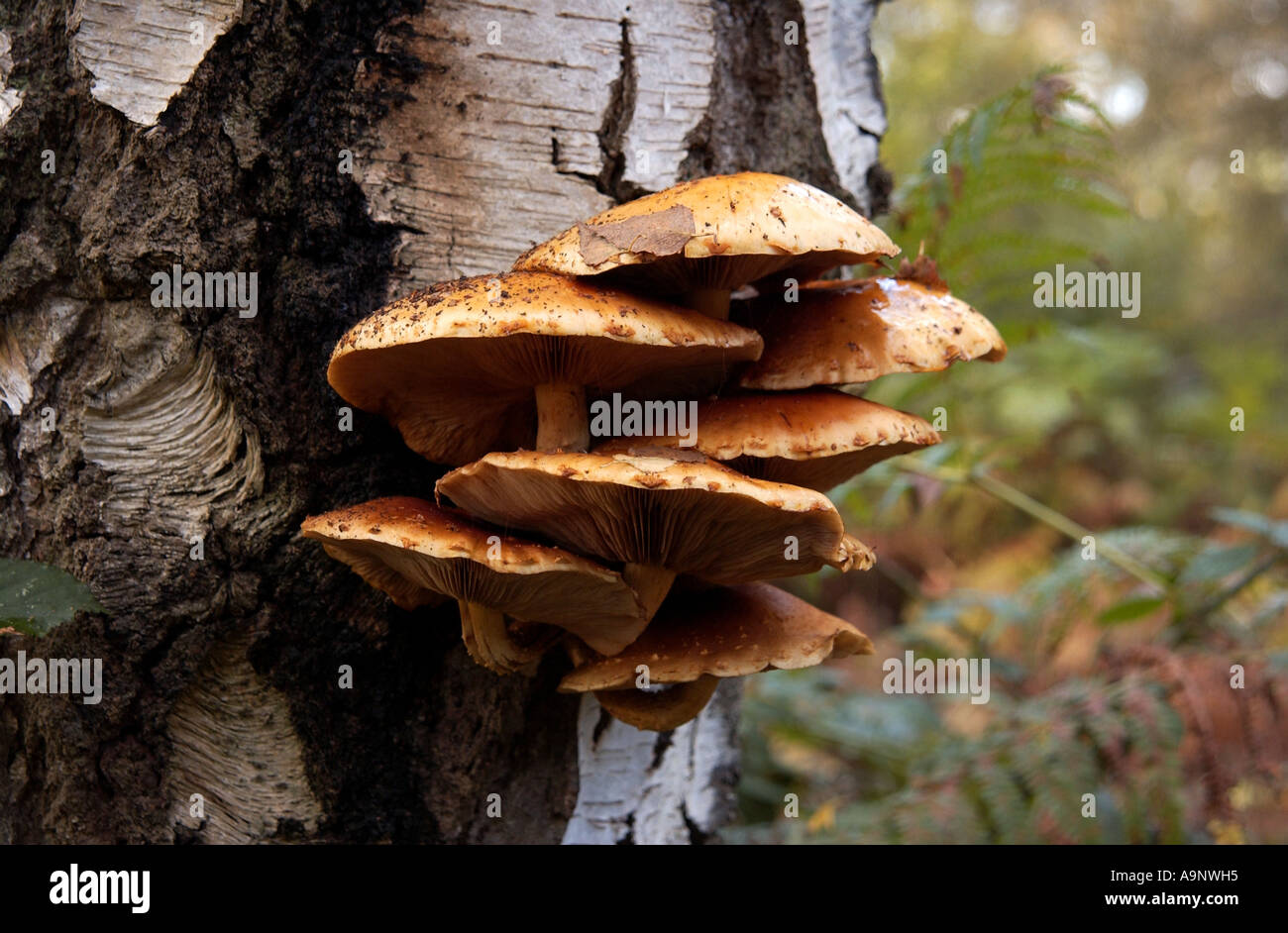 Woodland scene Fungus Saville gardens U K Stock Photo