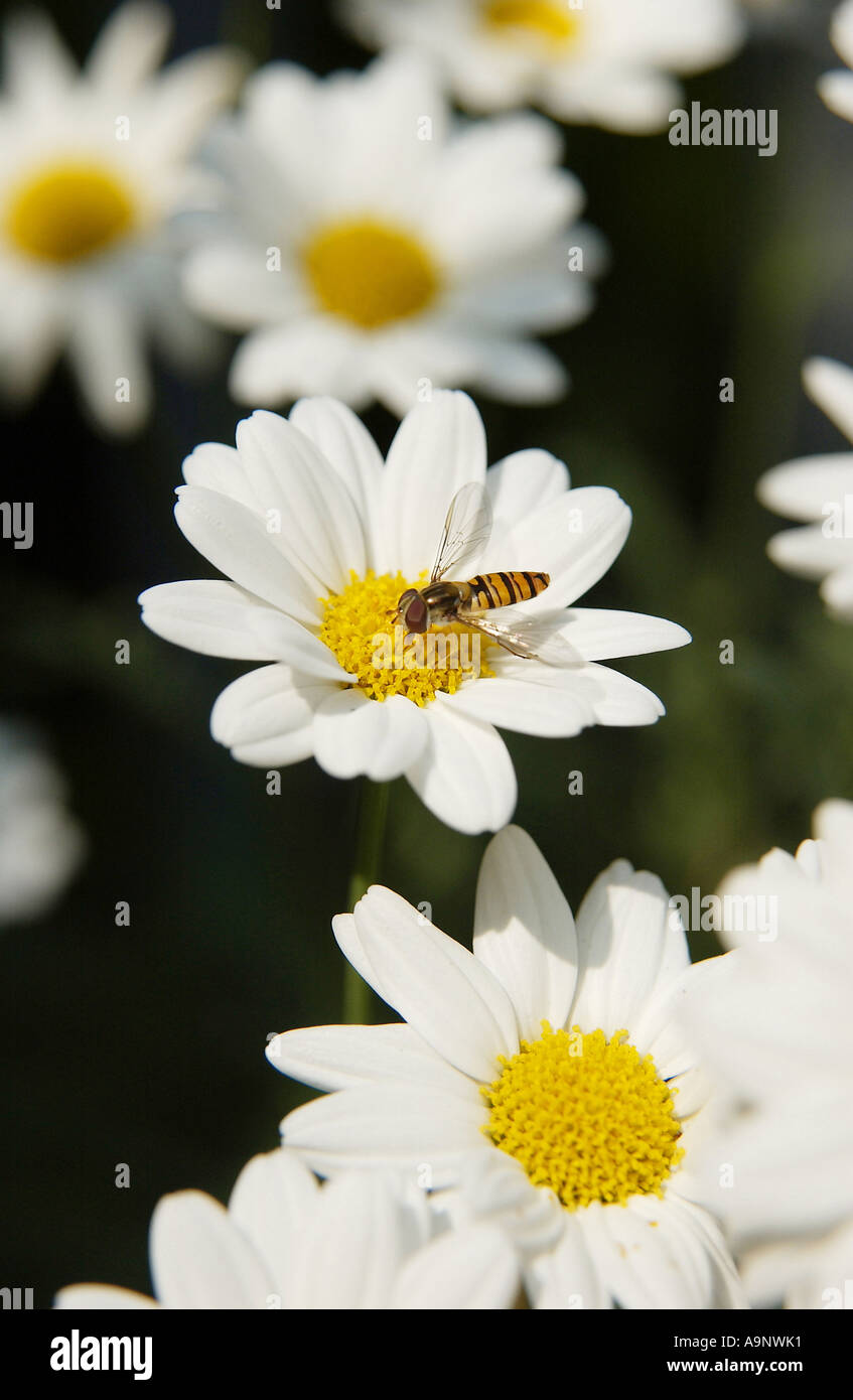Daisies in bloom Stock Photo Alamy