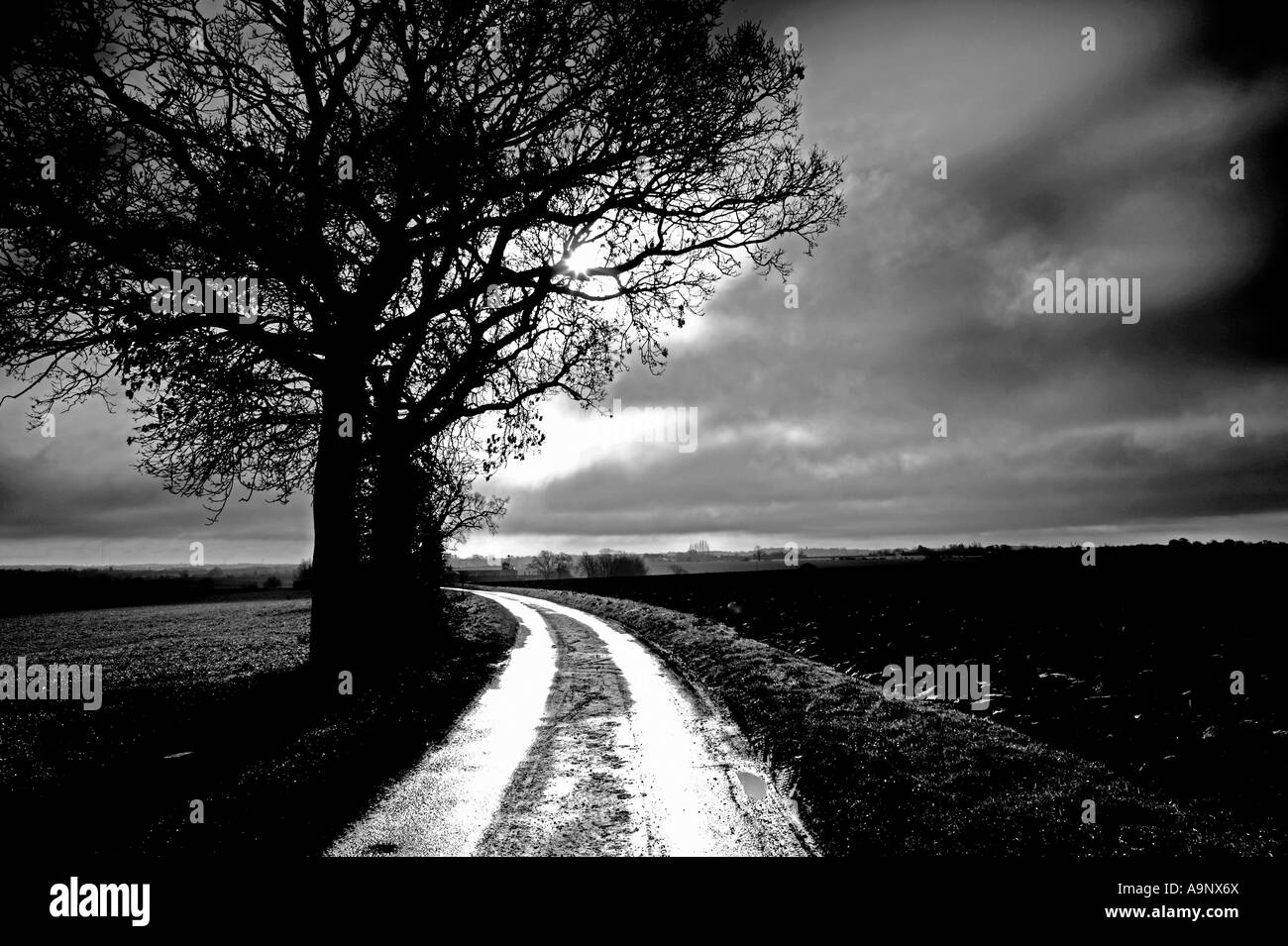 black and white image of oak tree at side of country lane against a dramatic winter cloudy sky Stock Photo
