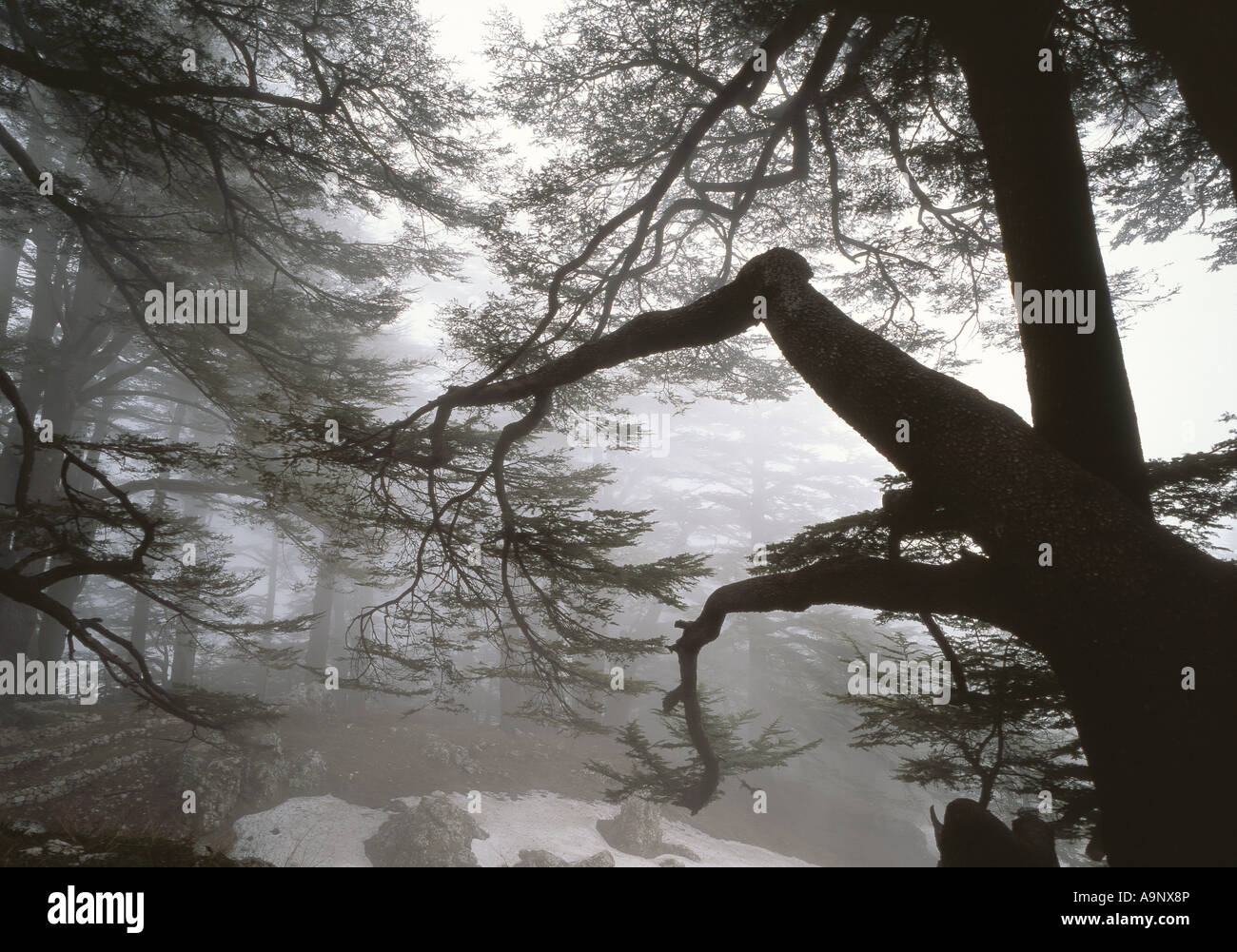 The last remaining ancient forest of Cedar of Lebanon (Cedrus libani) trees in Bcharre Valley Lebanon Stock Photo