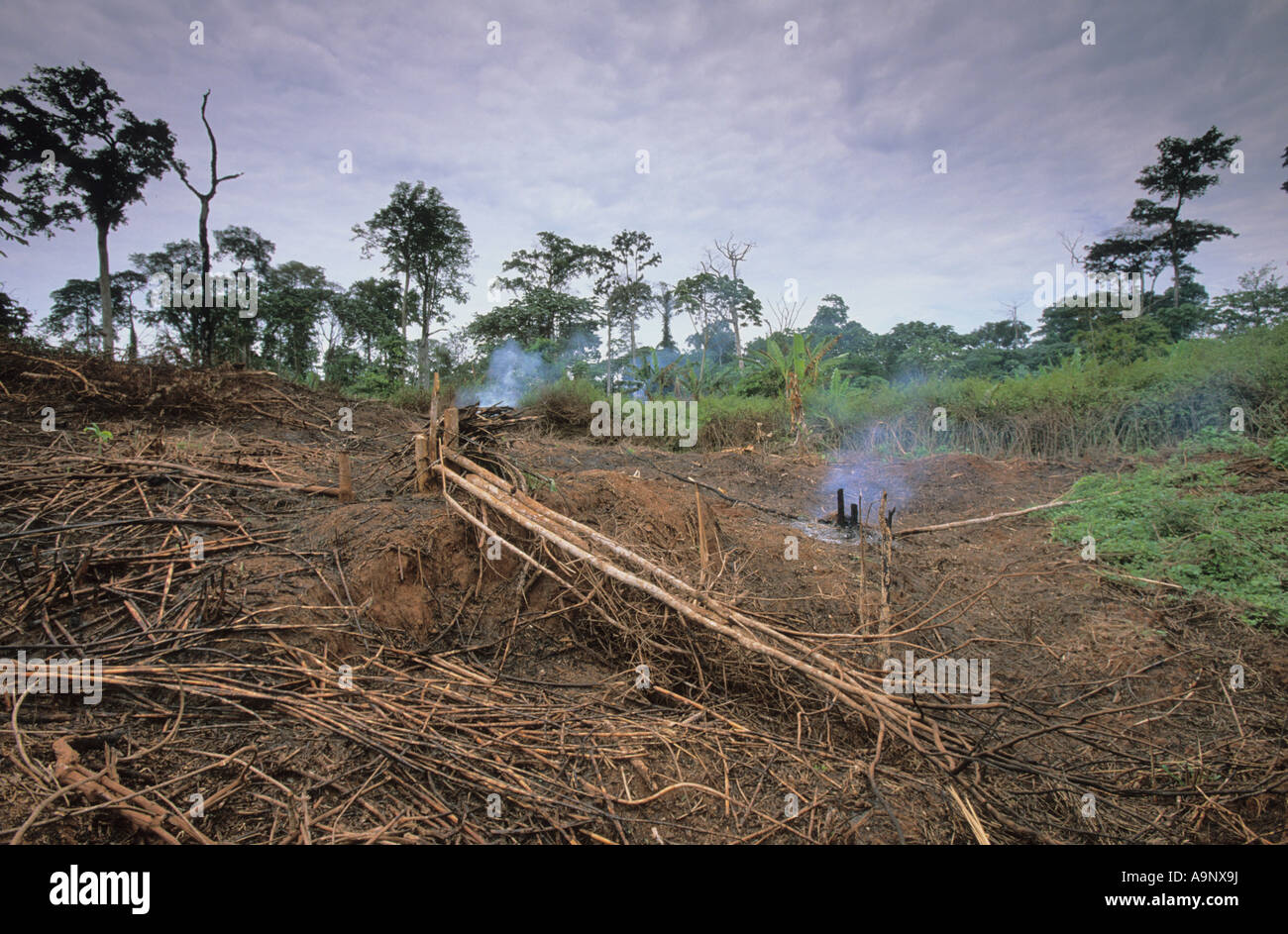 rainforest land cleared for small scale agriculture in the Republic of