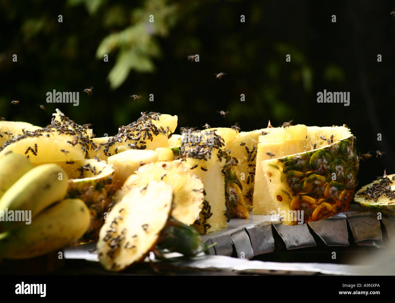 Pineapple swarming with flies Stock Photo Alamy