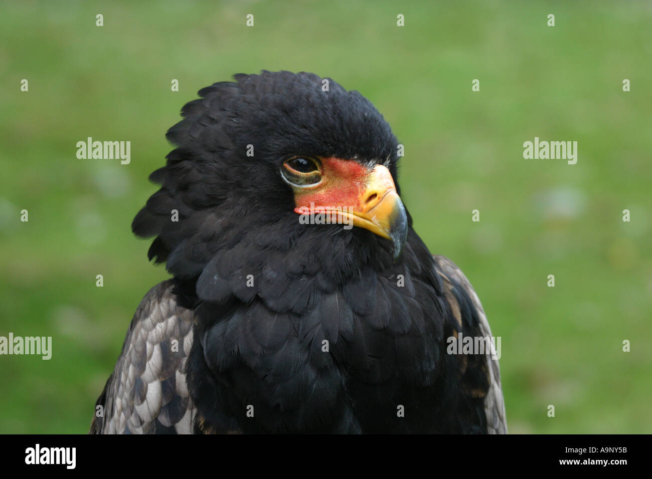 Bataleur hi-res stock photography and images - Alamy