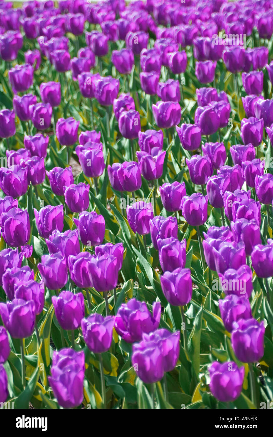 Tulips (Purple - colour changed digitally) Stock Photo