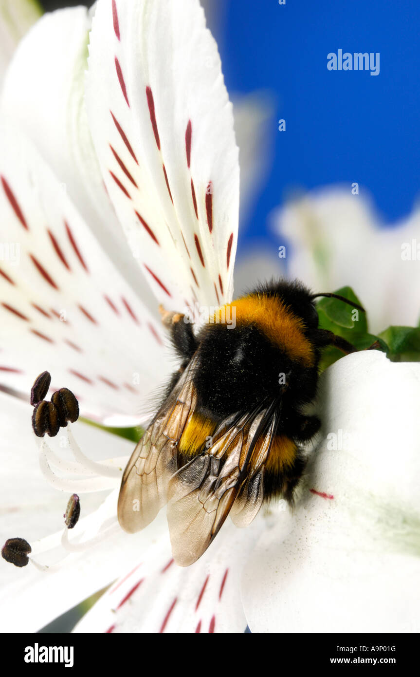 Bumblebee on a white flower macro nature pollination pollinating insects Stock Photo