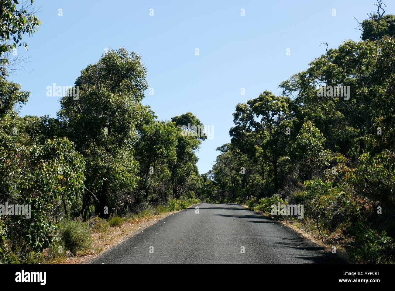 The tropical bushland around Bussleton western Australia. Stock Photo