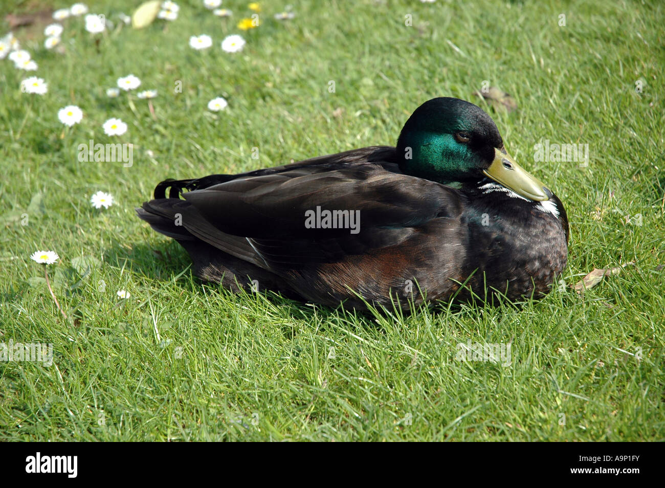 Duck sleeping in grass Stock Photo Alamy