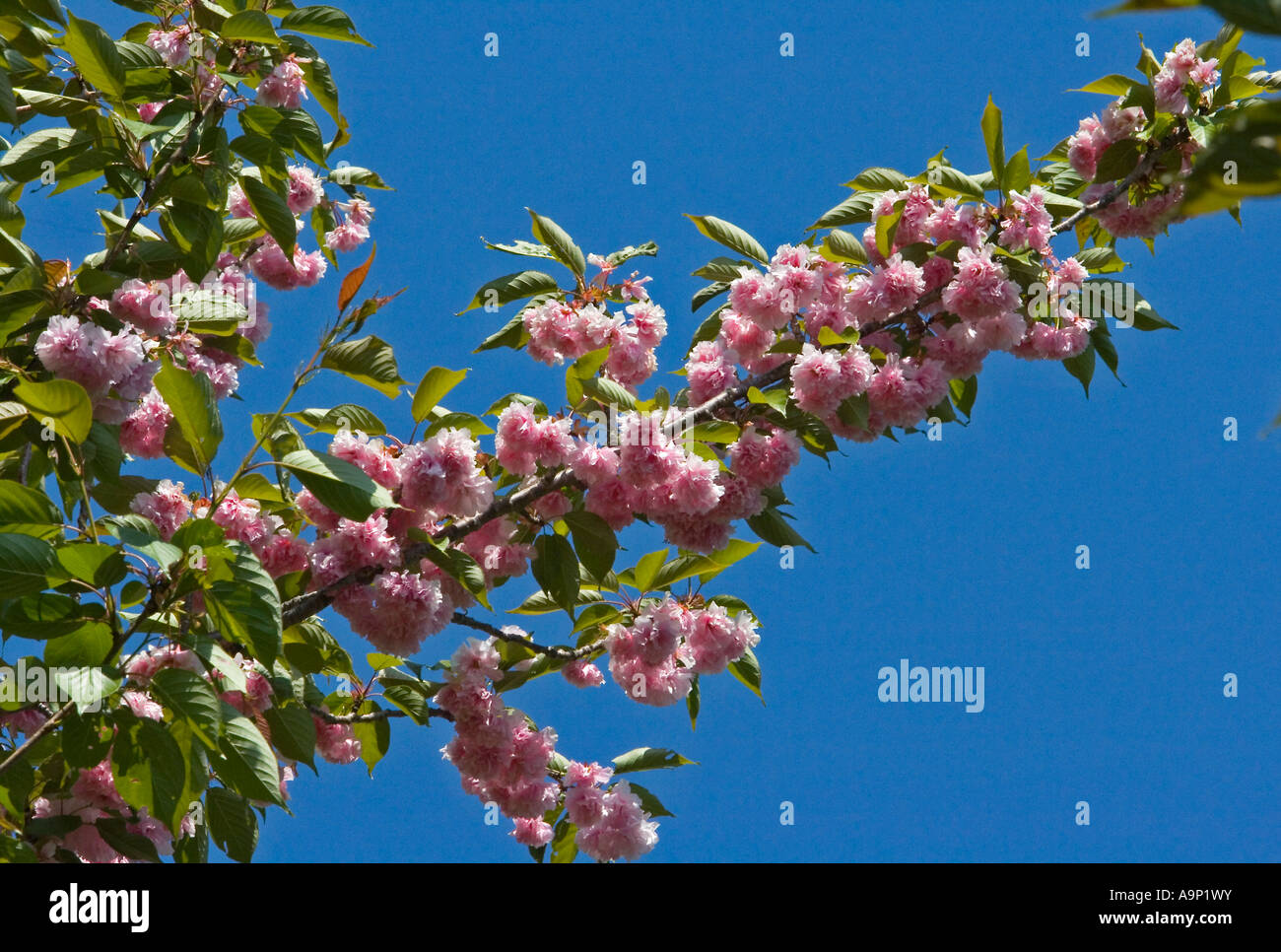 A cherry tree shot against a perfectly blue sky Stock Photo - Alamy