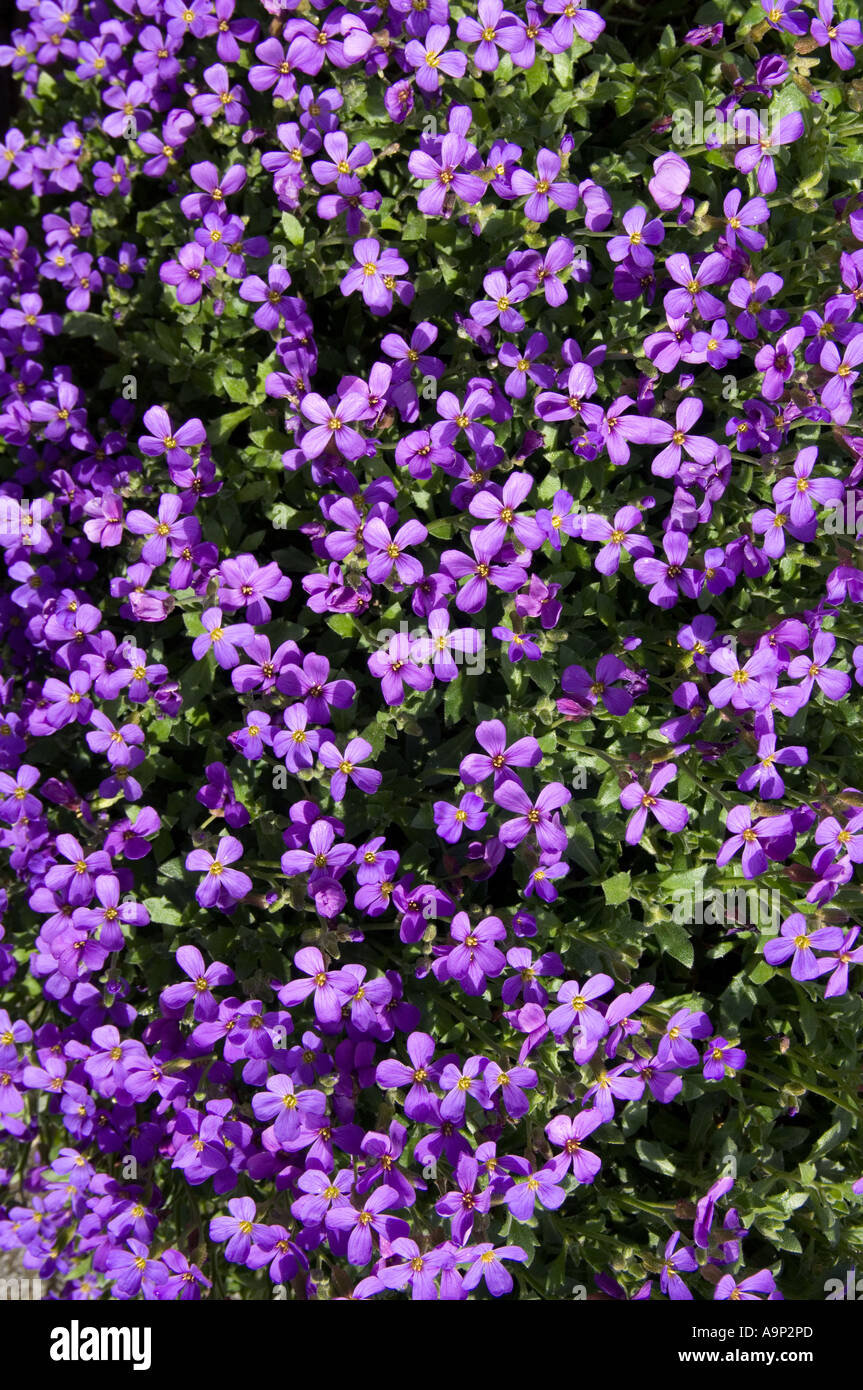 A springtime show of blue-pink aubretia flowers gladdens the heart after winter Stock Photo