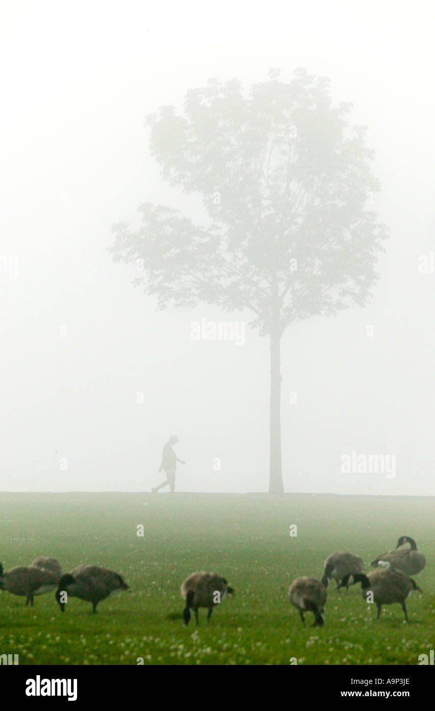 Geese in the fog at Veterans Park Milwaukee Wisconsin USA Stock Photo
