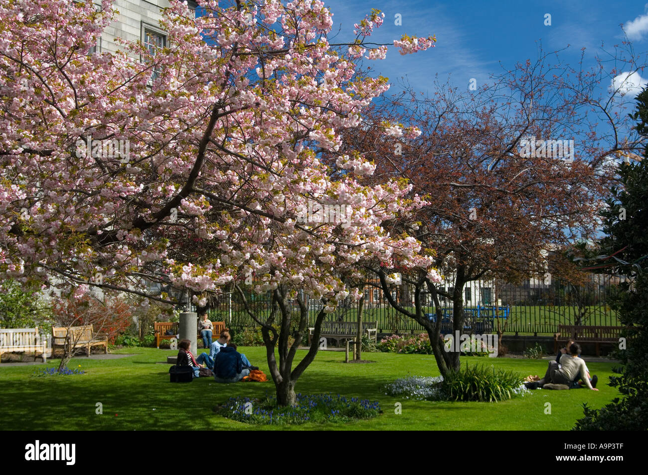 Springtime in the grounds of Trinity College Dublin and the cherry ...