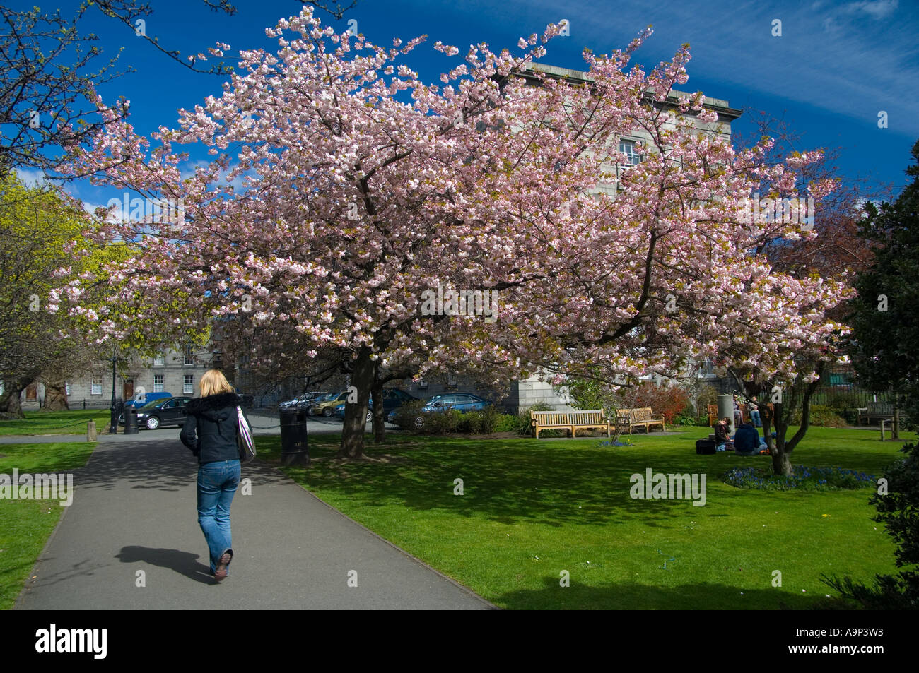 Springtime in the grounds of Trinity College Dublin and the cherry ...