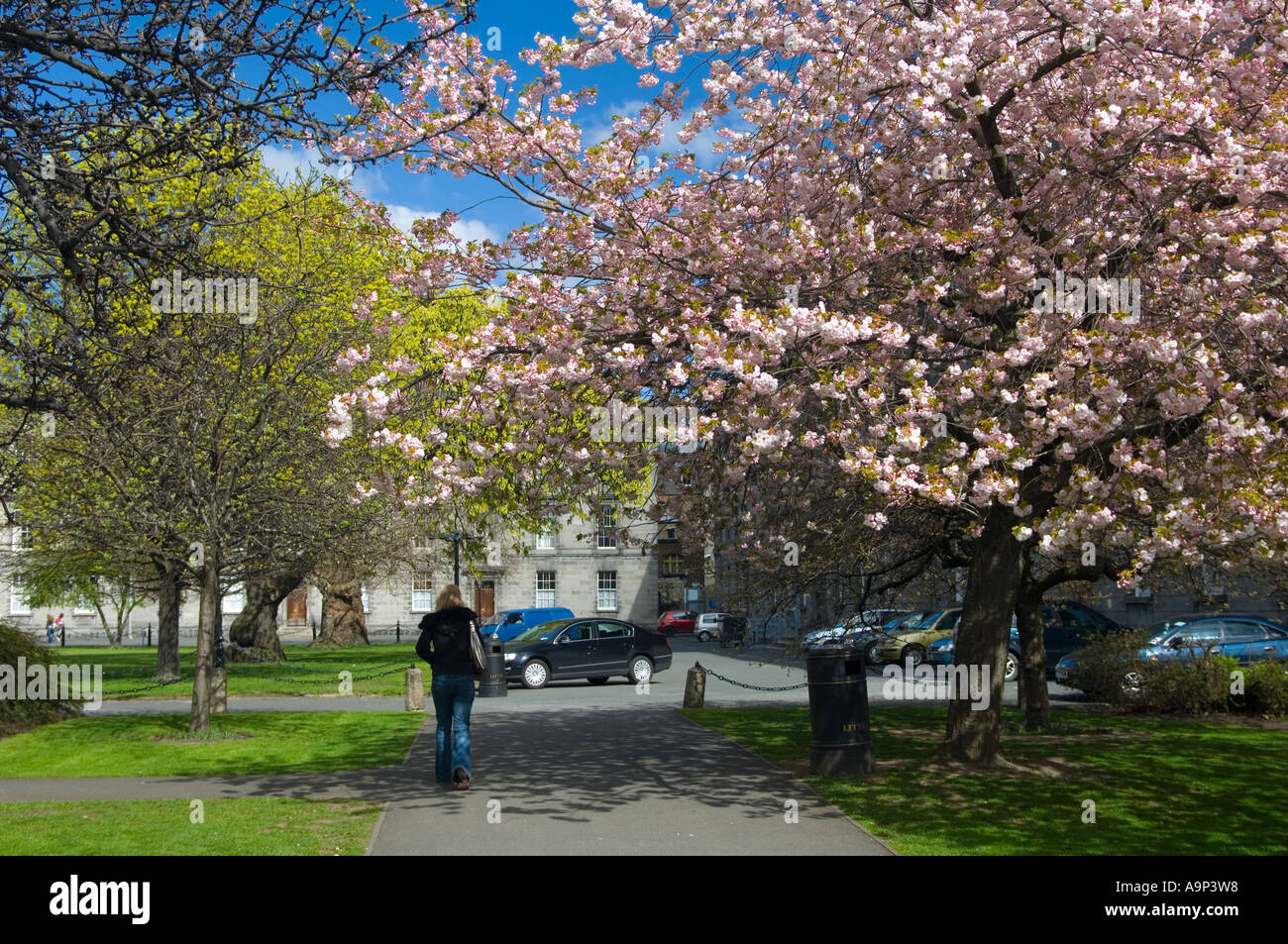 Springtime in the grounds of Trinity College Dublin and the cherry