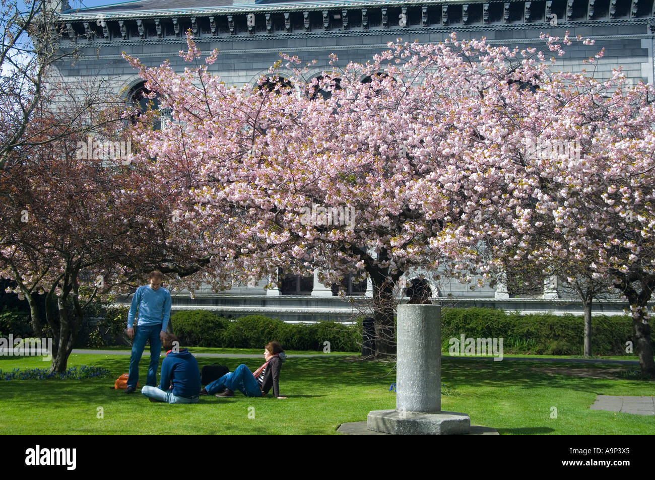 Springtime in the grounds of Trinity College Dublin and the cherry