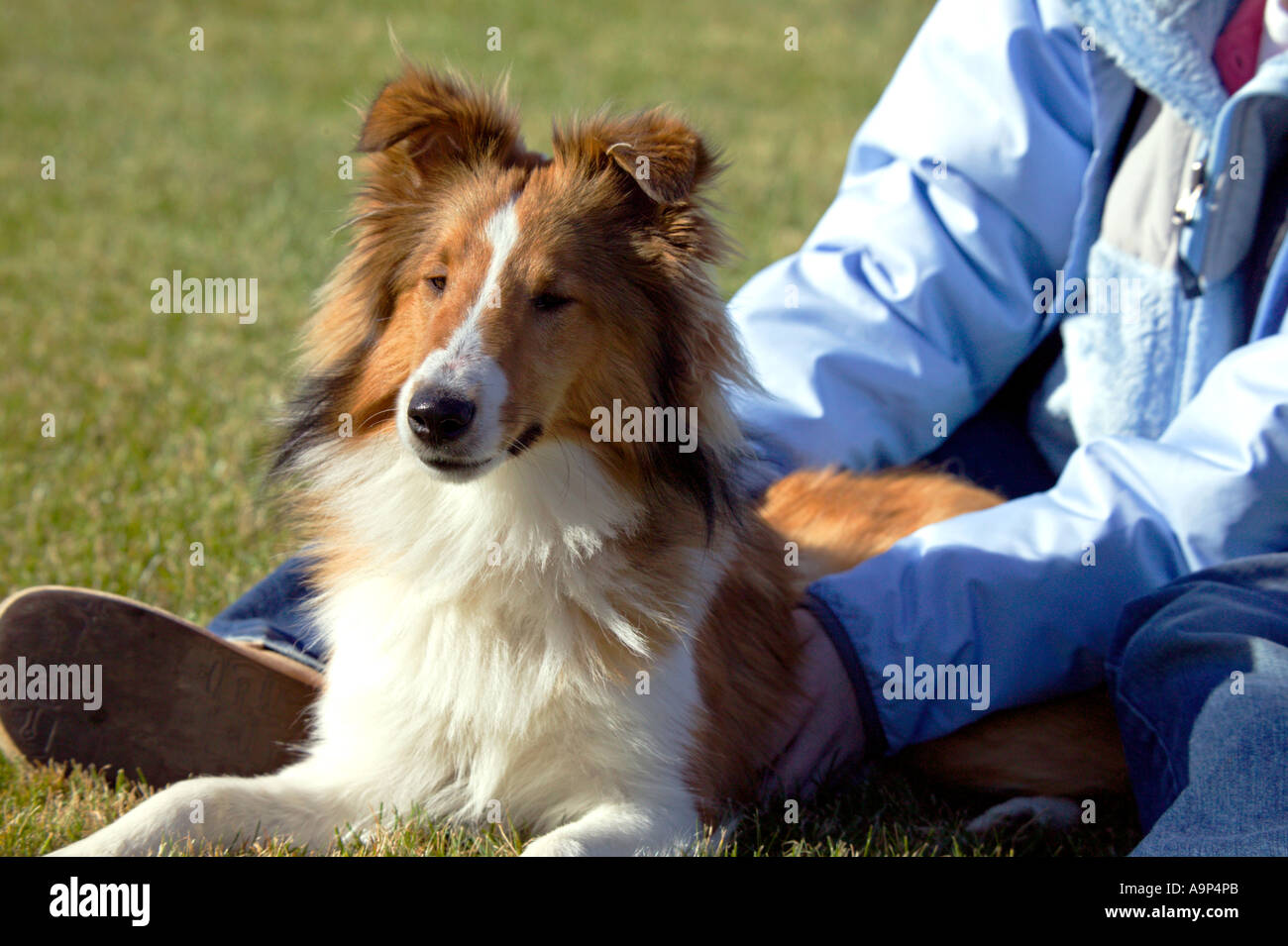 Dog sitting in grass with girl Stock Photo