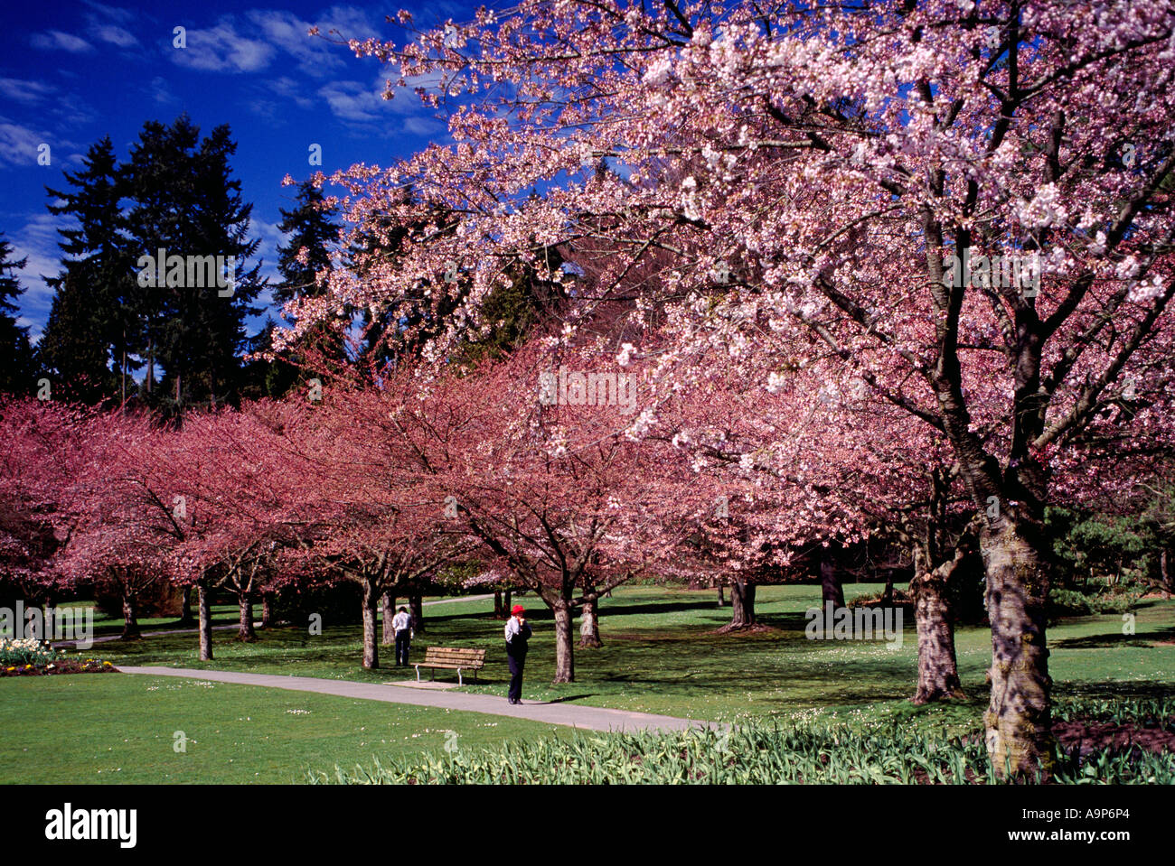 Japanese Cherry Trees in Bloom in Spring Vancouver British Columbia