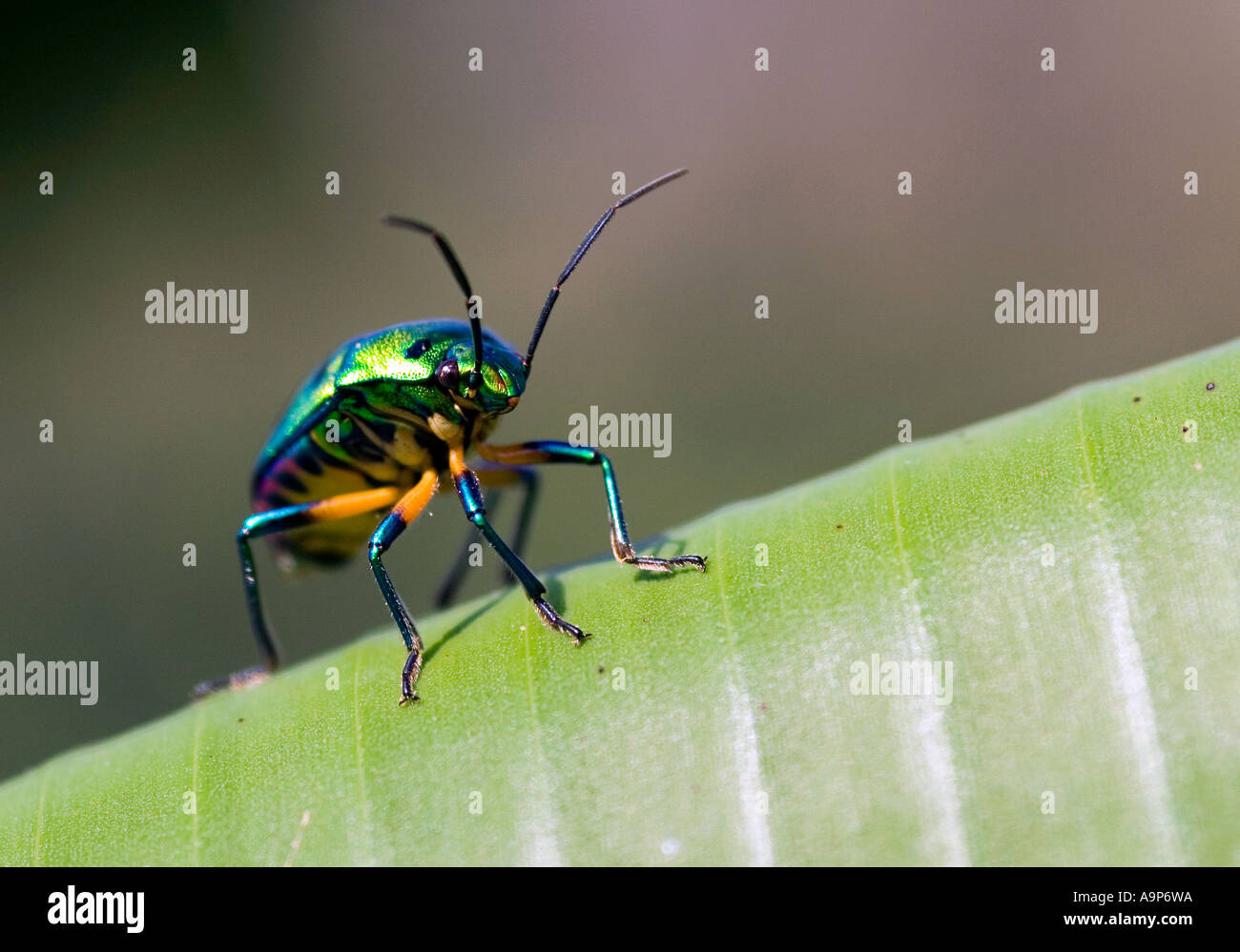 Jewel bug in a bush in the Indian countryside Stock Photo