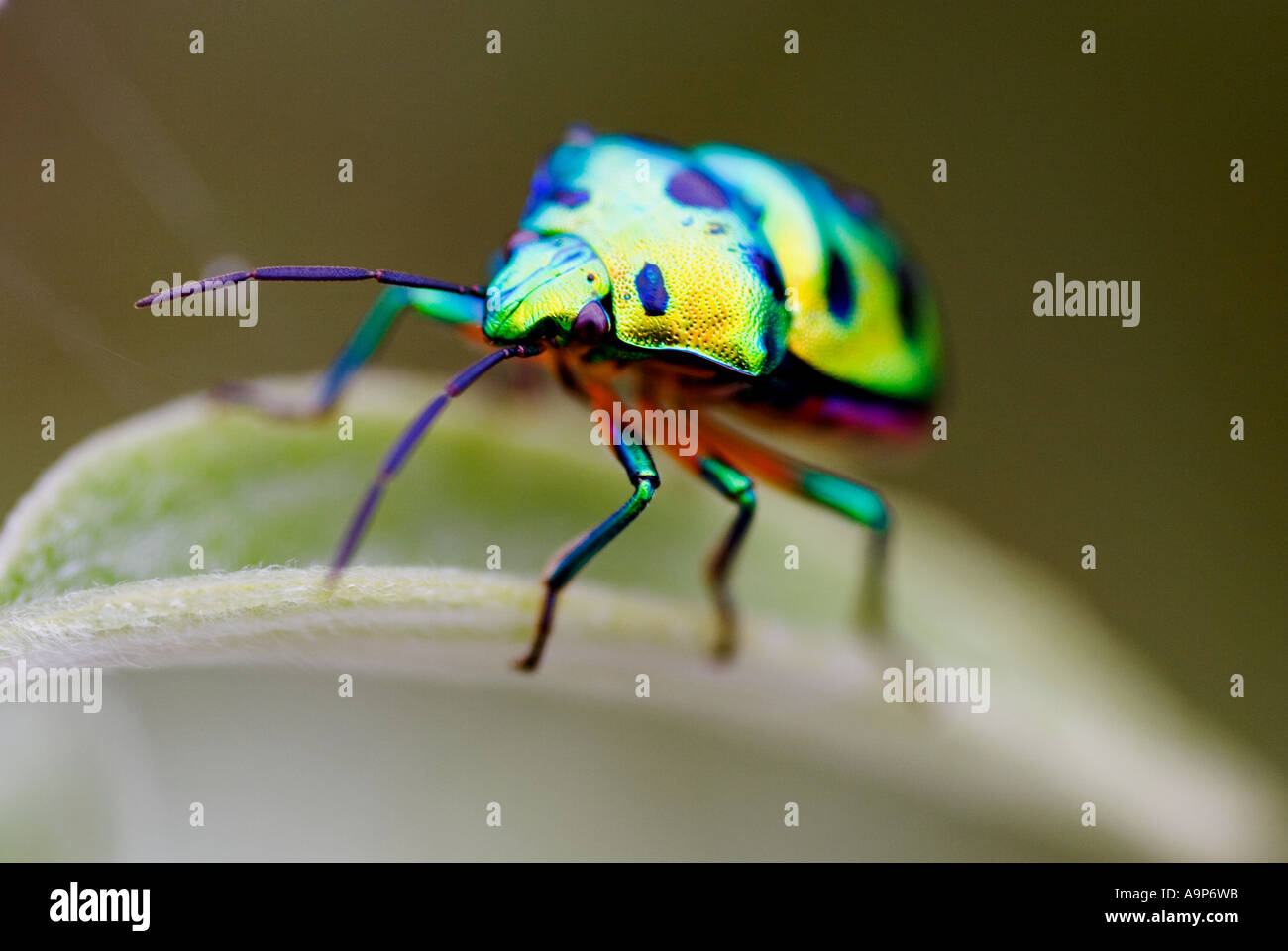 Jewel bug in a bush in the Indian countryside Stock Photo
