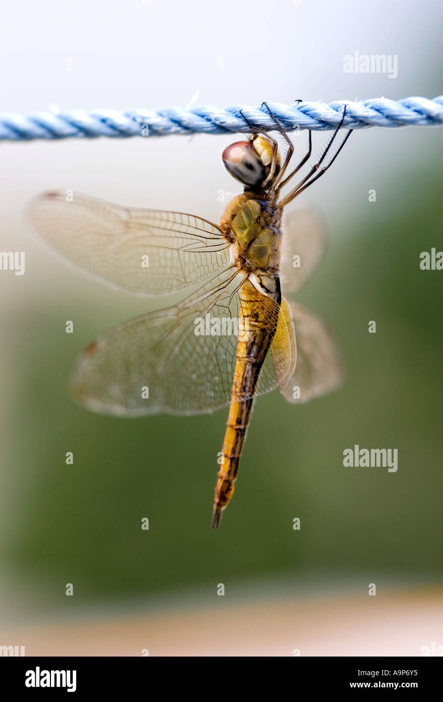 Dragonfly resting on nylon washing line. India Stock Photo