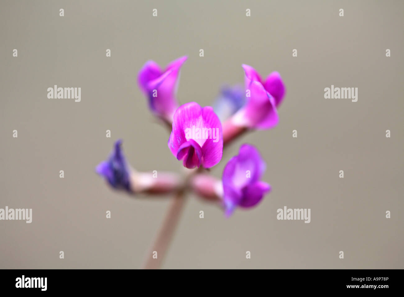 Purple wildflowers in Saskatchewan Stock Photo