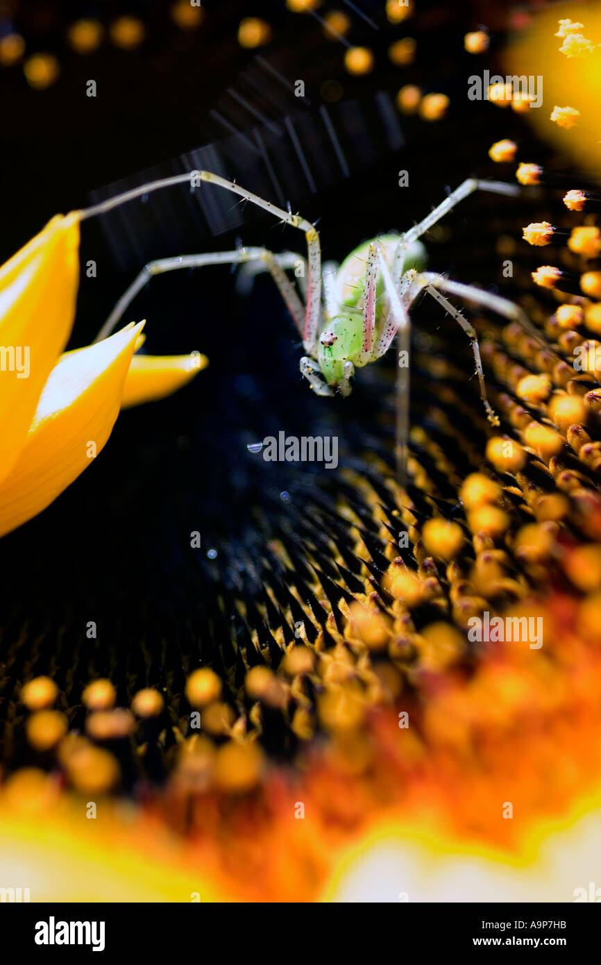 Tiny green spider on sunflower in india Stock Photo
