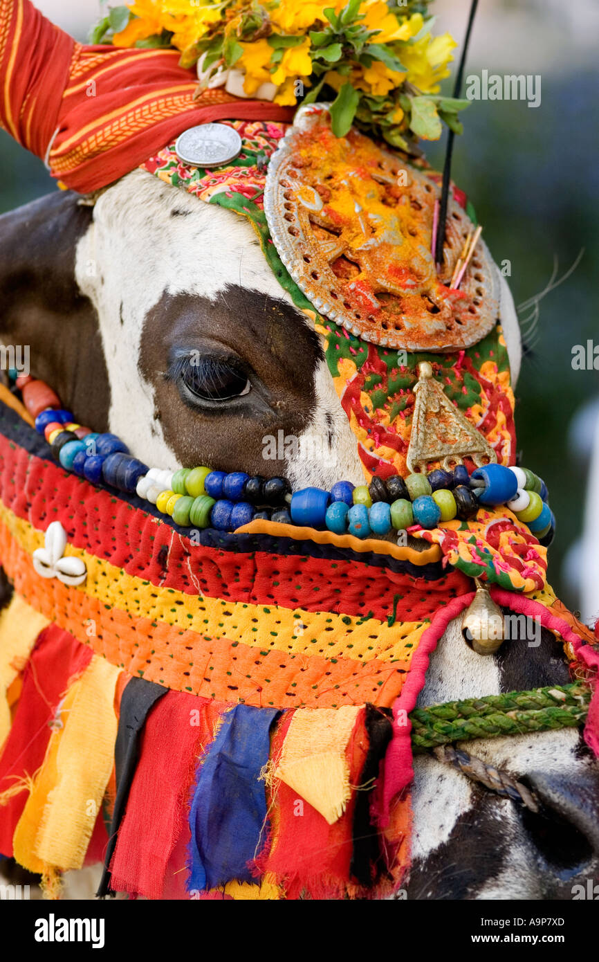 Indian sacred cow dressed in brightly coloured hindu costume revered
