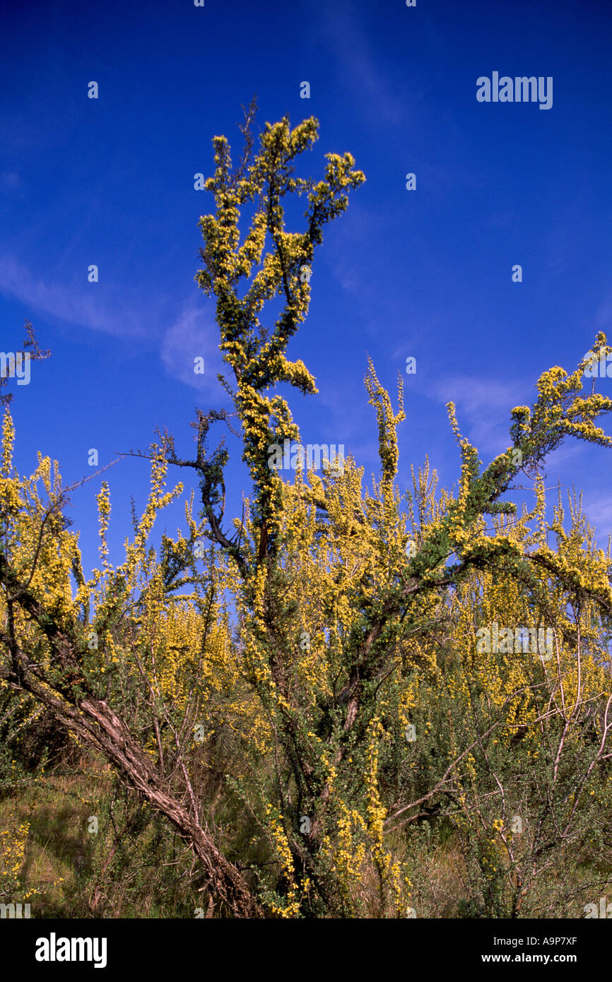 Blooming 'Antelope Brush' (Purshia tridentata, bitterbrush, or greasewood) near Osoyoos British Columbia Canada Stock Photo