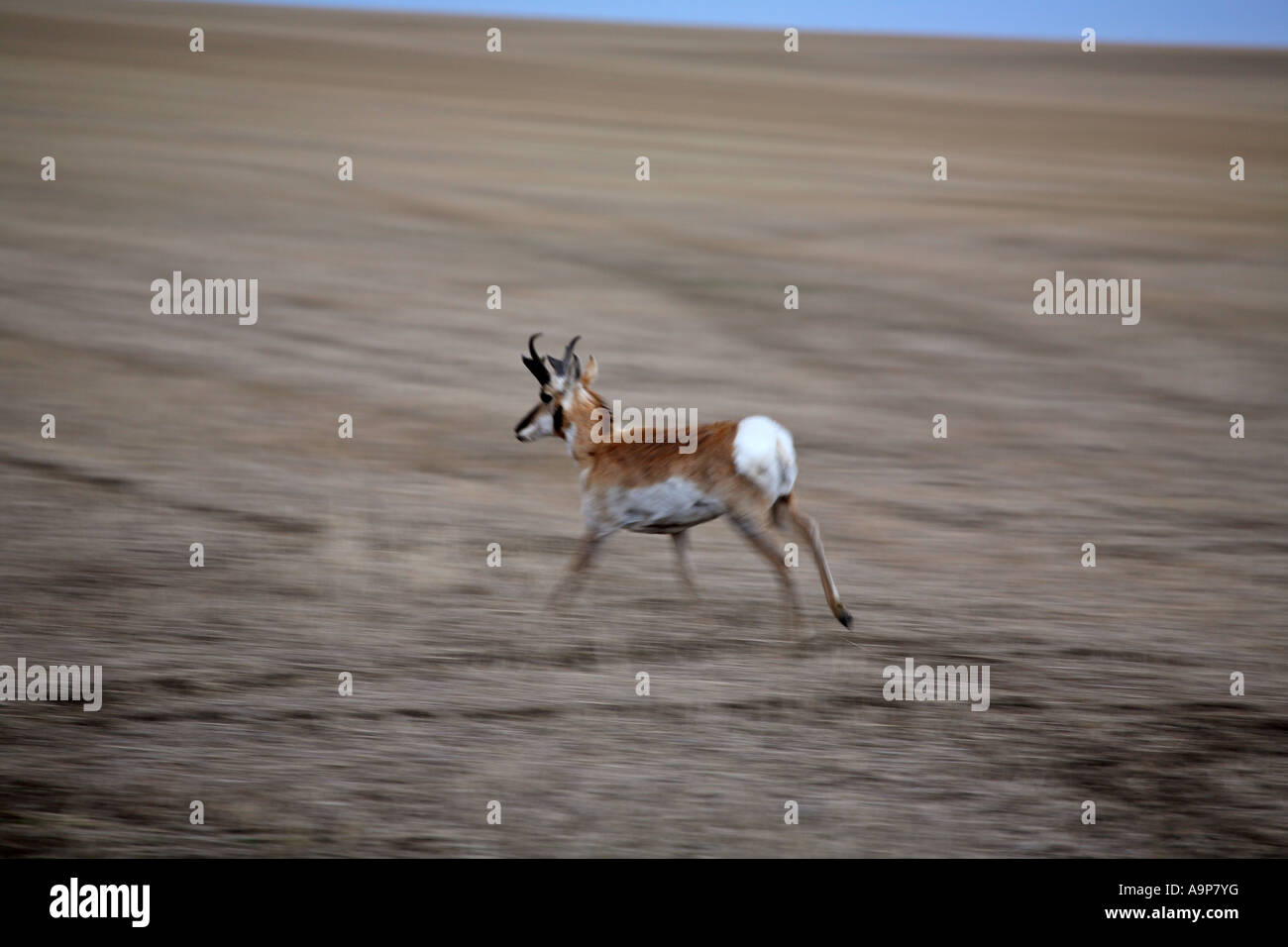 Male Pronghorn Antelope running in field in Saskatchewan Stock Photo