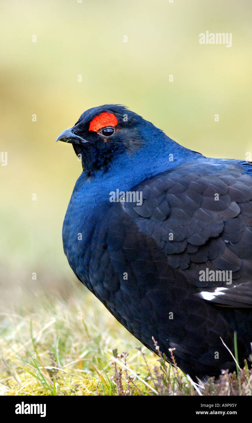 Blackcock 