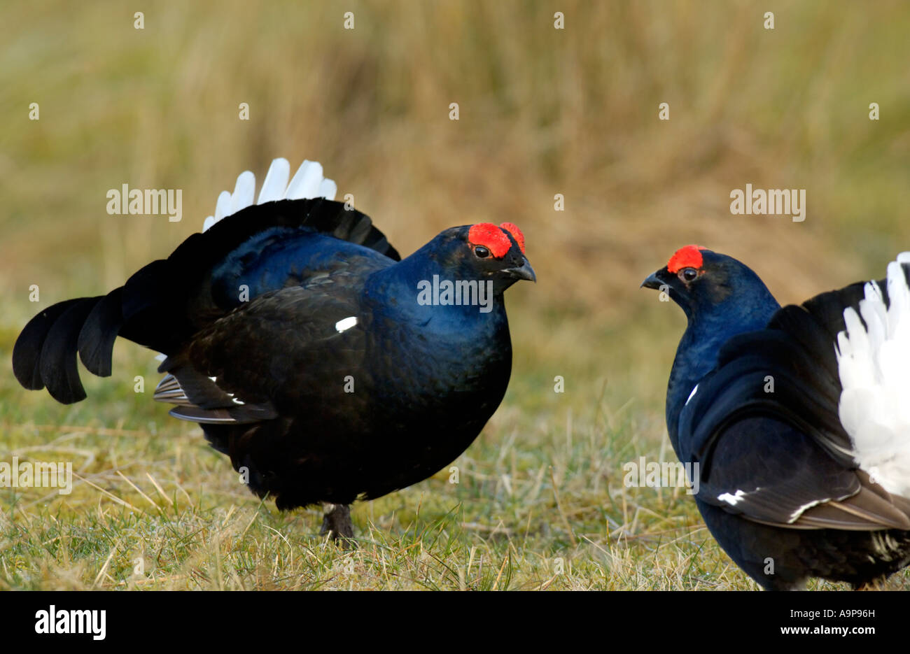 two blackcocks squaring up at a lek in the scottish highlands Stock Photo