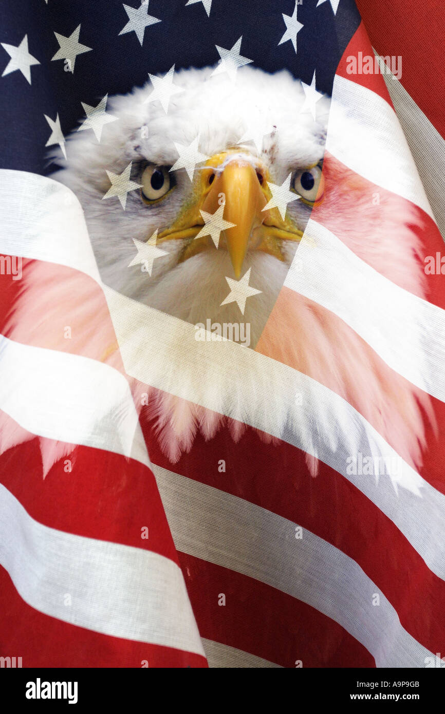 United States stars and stripes flag with bald headed eagle superimposed over it Stock Photo
