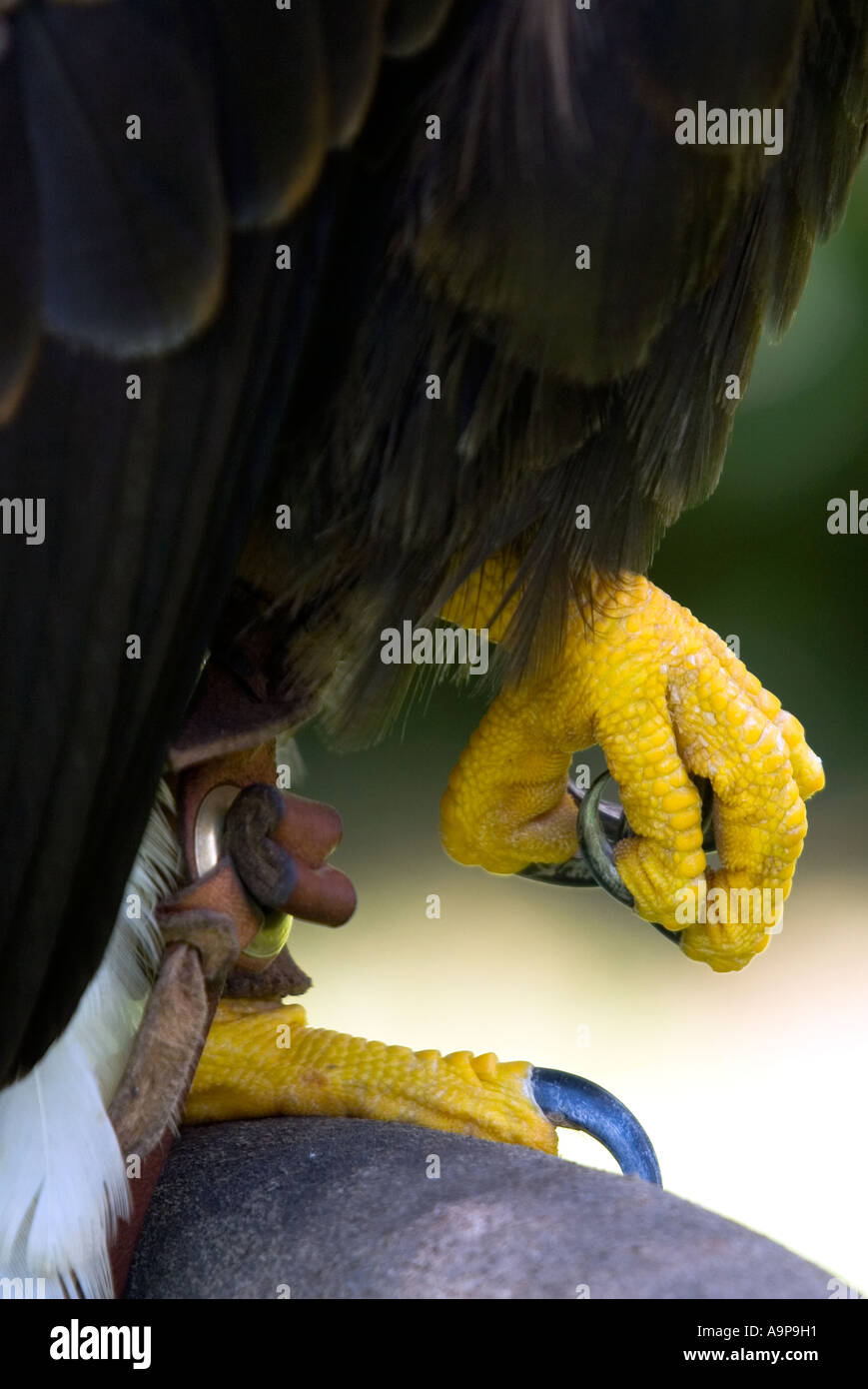 Bird of prey talons gripping perch Stock Photo