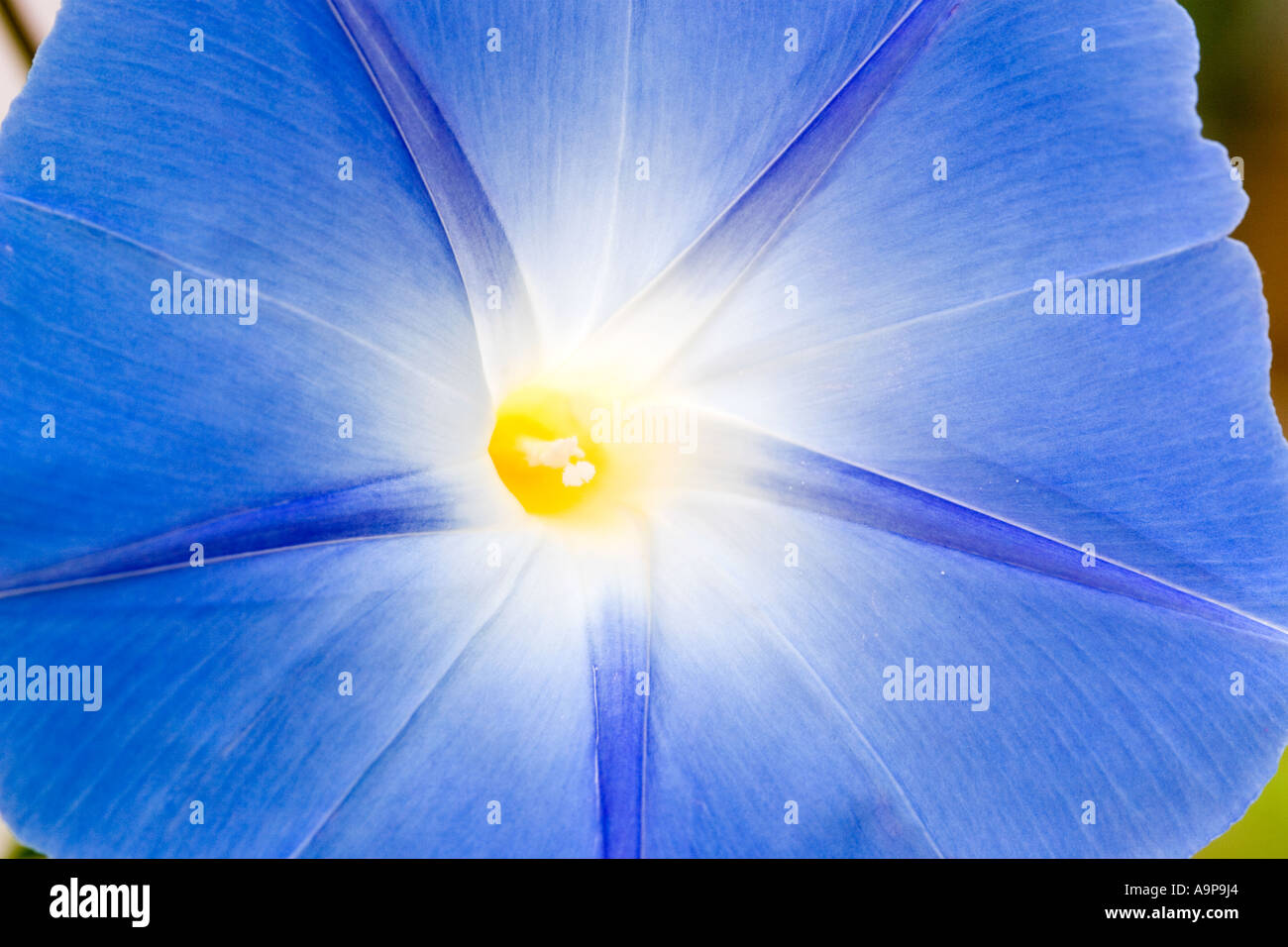 Ipomoea tricolor 'heavenly blue' flower close up macro Stock Photo