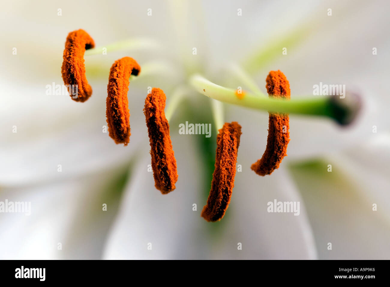 Protruding stamen in a white lily flower Stock Photo