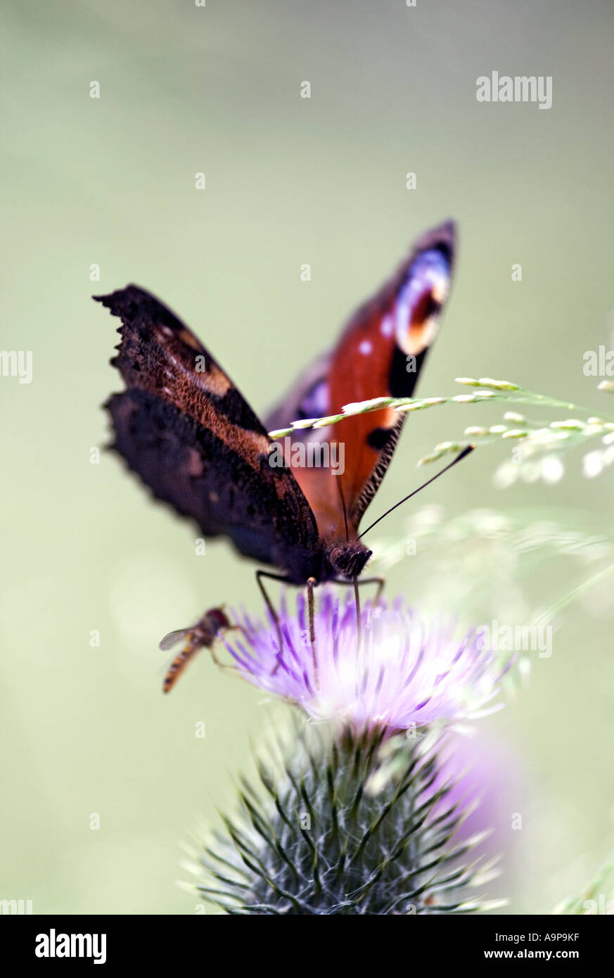 Inachis io. Peacock butterfly on a thistle in English countryside Stock Photo