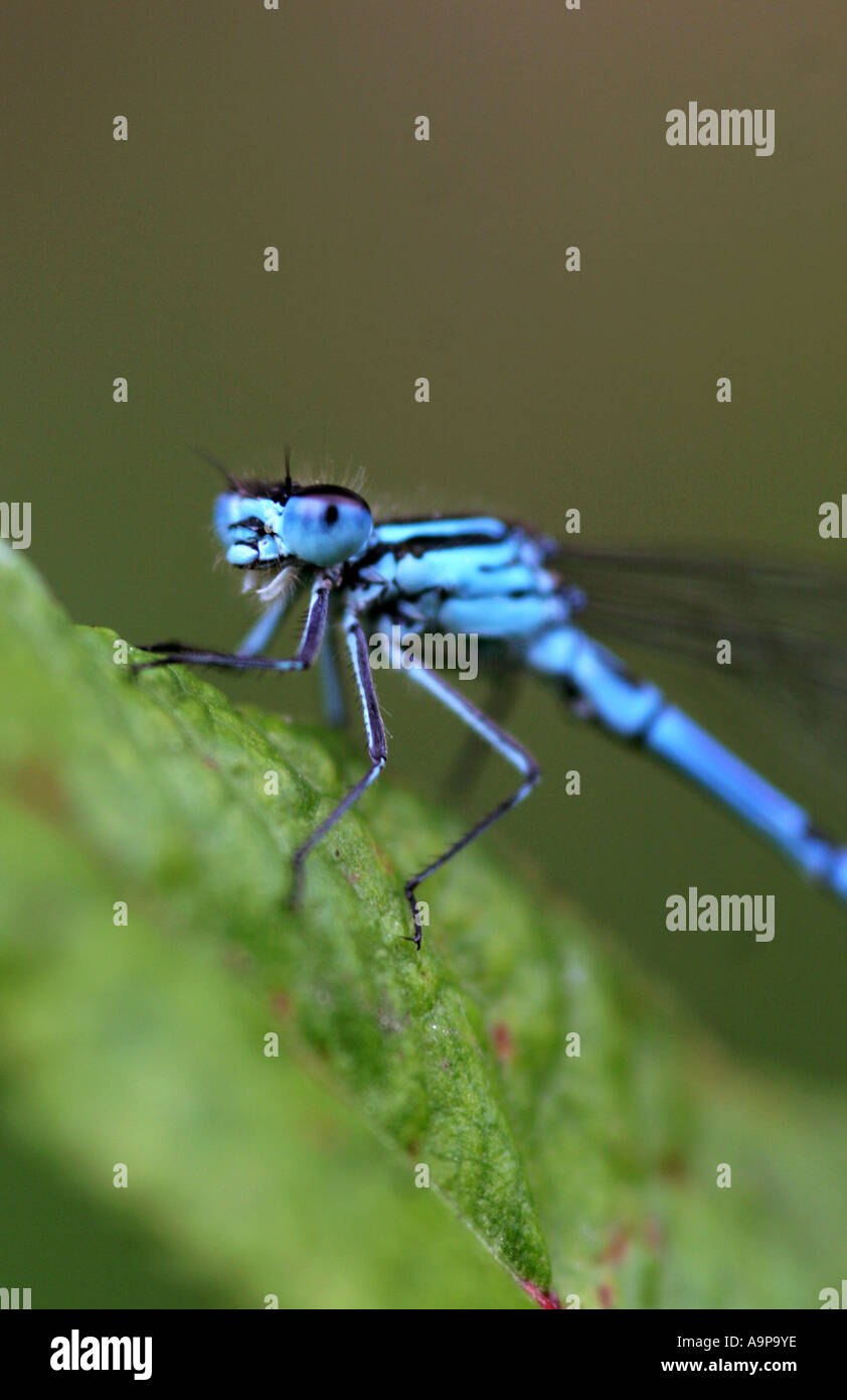 Enallagma cyathigerum. Common blue damselfly on leaf Stock Photo - Alamy