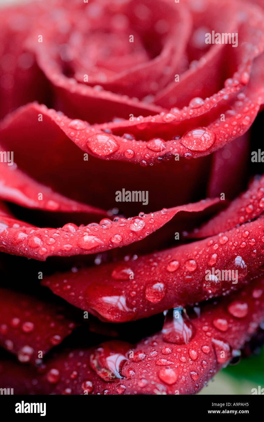 Raindrops on red rose petals Stock Photo