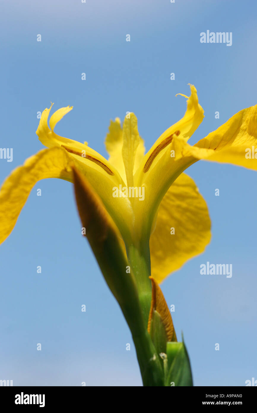 Iris pseudacorus. Yellow flag iris Stock Photo